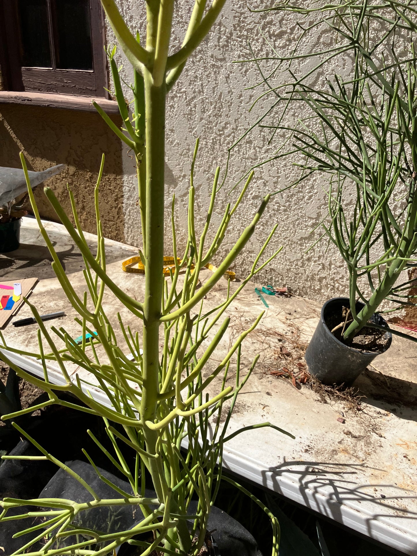 Euphorbia tirucalli Pencil Cactus/Succulent 38"Tall 11"Wide #95y