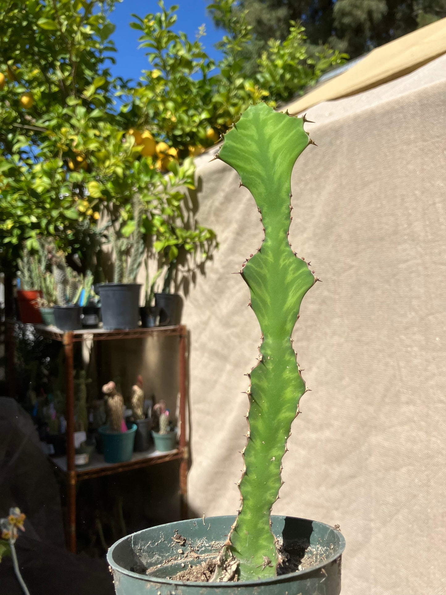 Euphorbia pseudocactus Zig Zag 8.5”Tall #59P