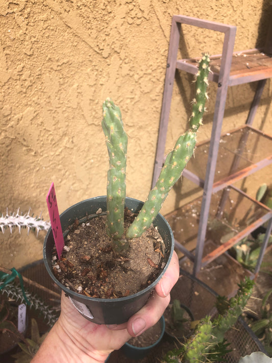 Cholla Cylindropuntia  Buckhorn 6.5Tall #50P