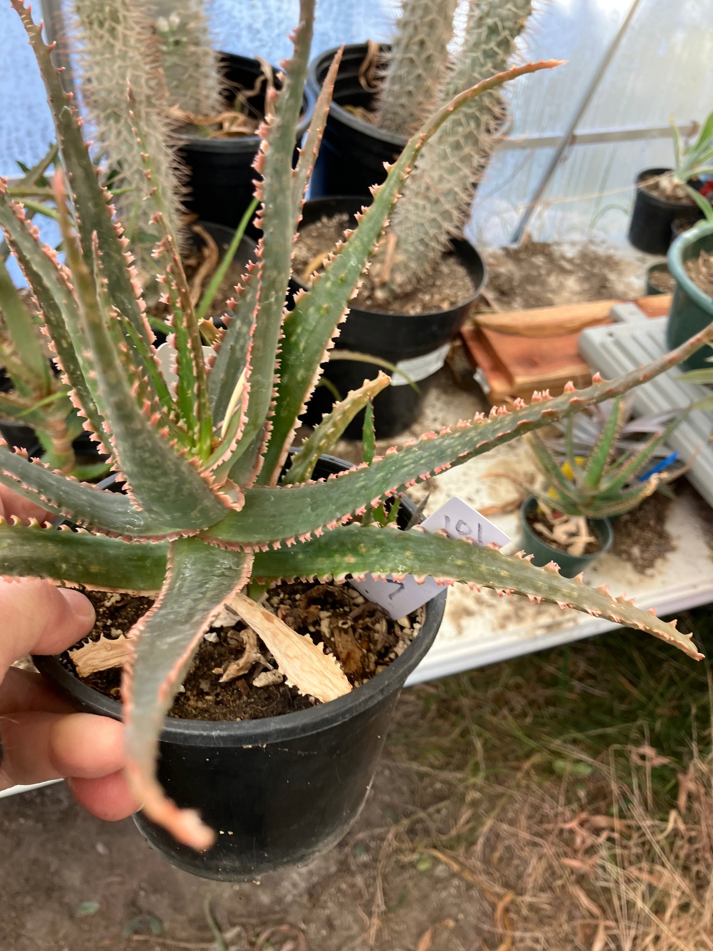 Aloe  Swordfish Succulent 7" Wide #093W