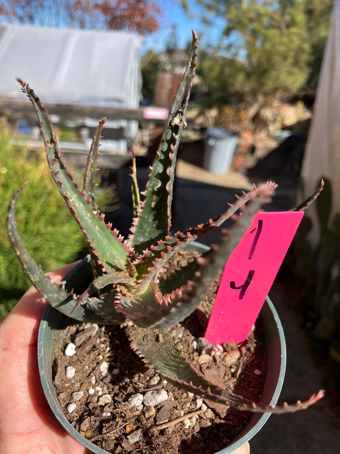 Aloe  Swordfish Succulent 4"Wide #1P