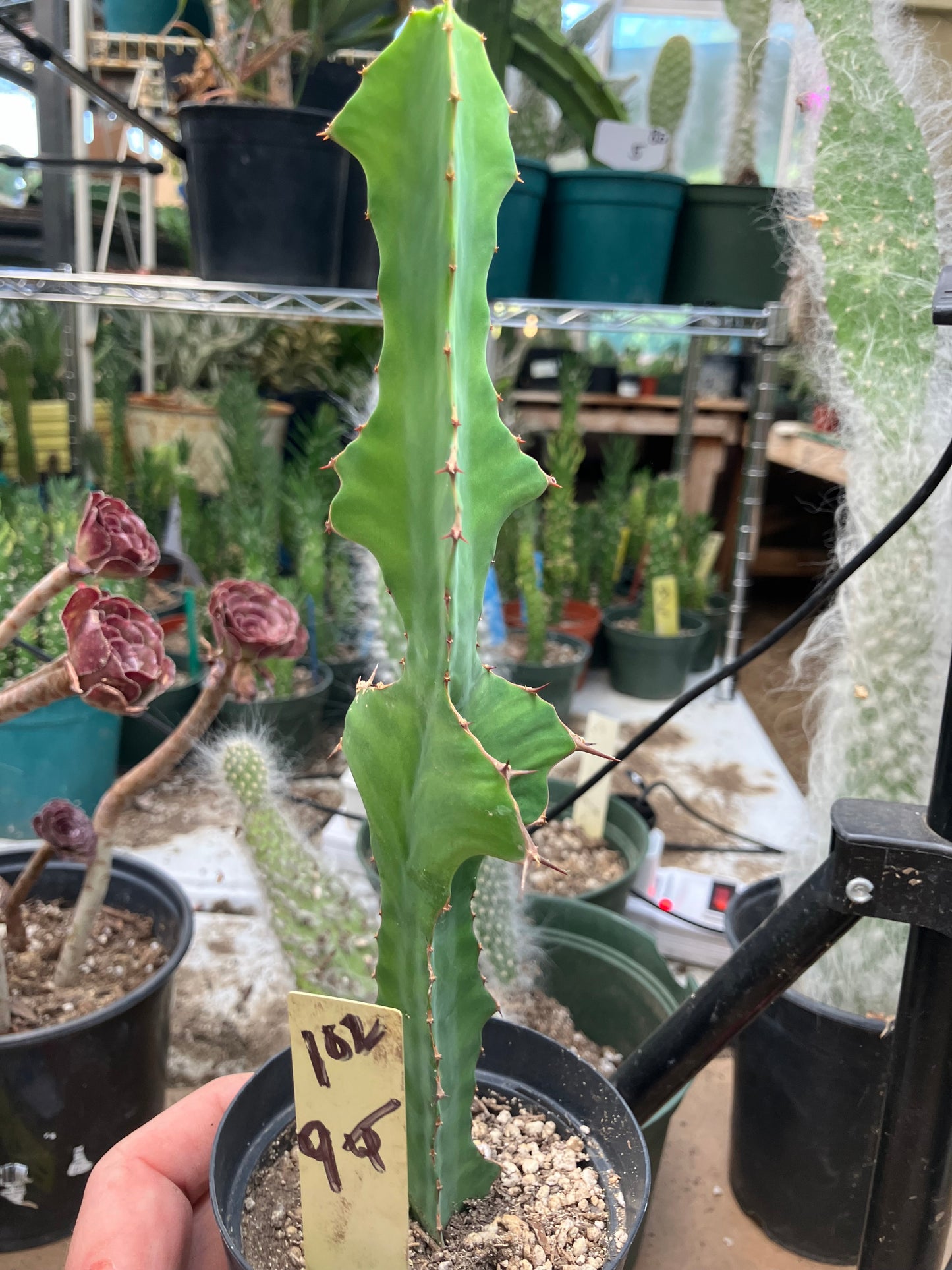 Euphorbia pseudocactus Zig Zag 9”Tall #102Y