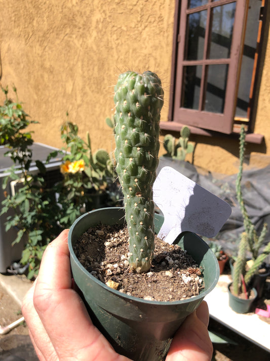 Cylindropuntia fulgida Cholla Boxing Glove Cactus Crest 5"Tall #1W