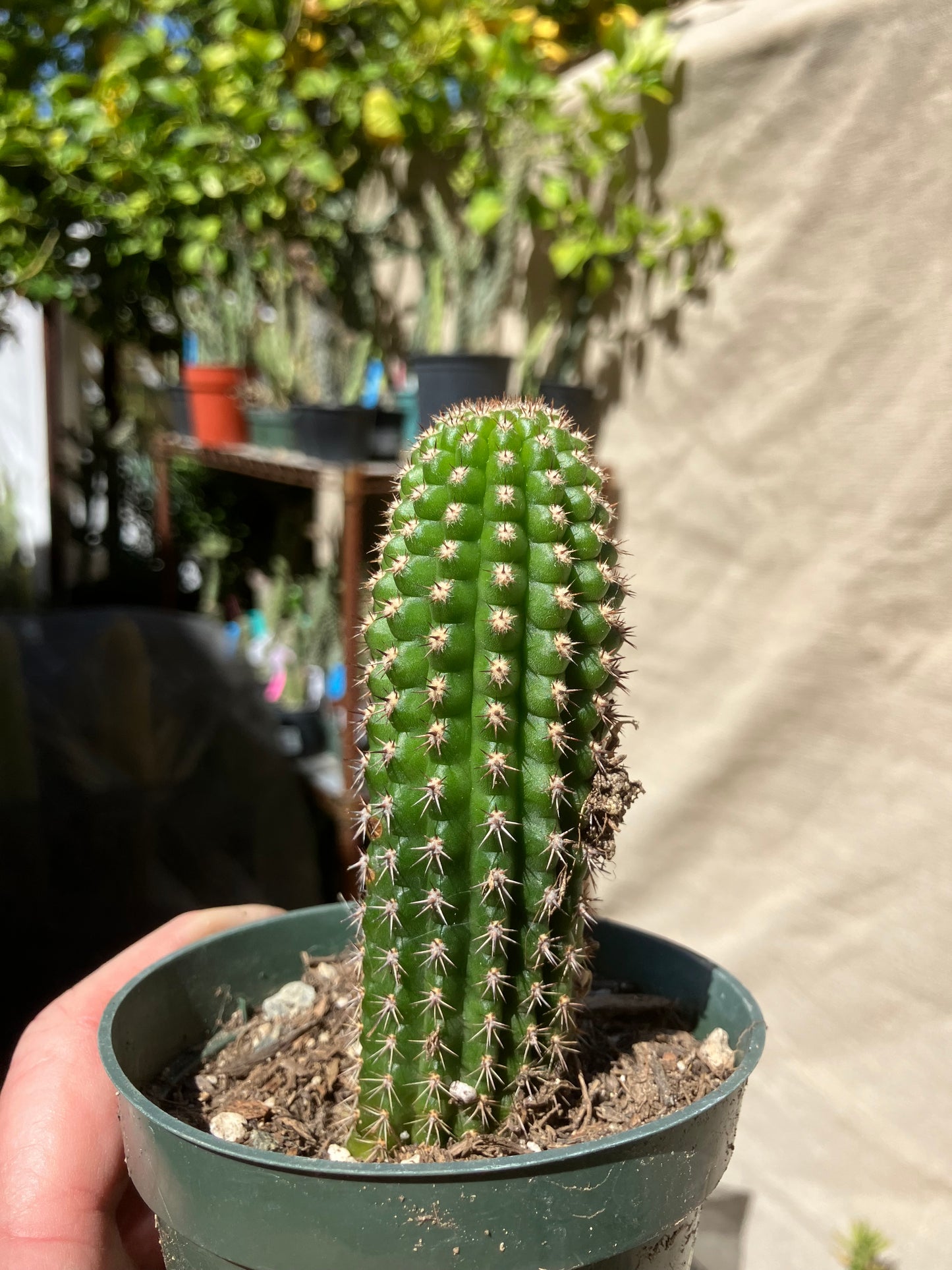 Pachycereus pecten-aboriginum  Indian Comb Cactus 4"Tall #2G