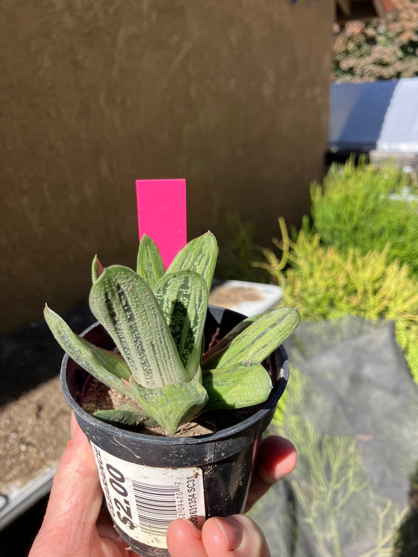 Gasteria Succulent Little Warty 7”Wide #31P