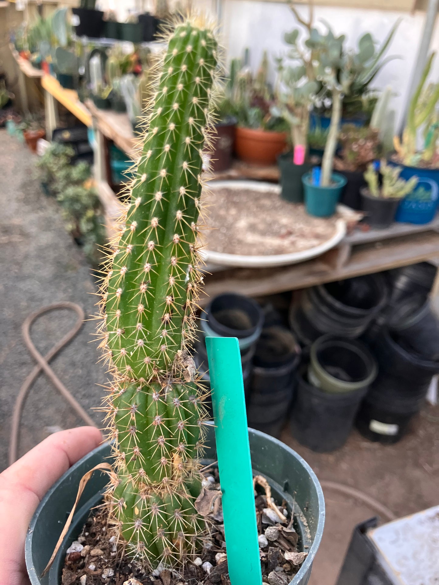 Golden Torch Cactus - Trichocereus spachianus 8”Tall #89G