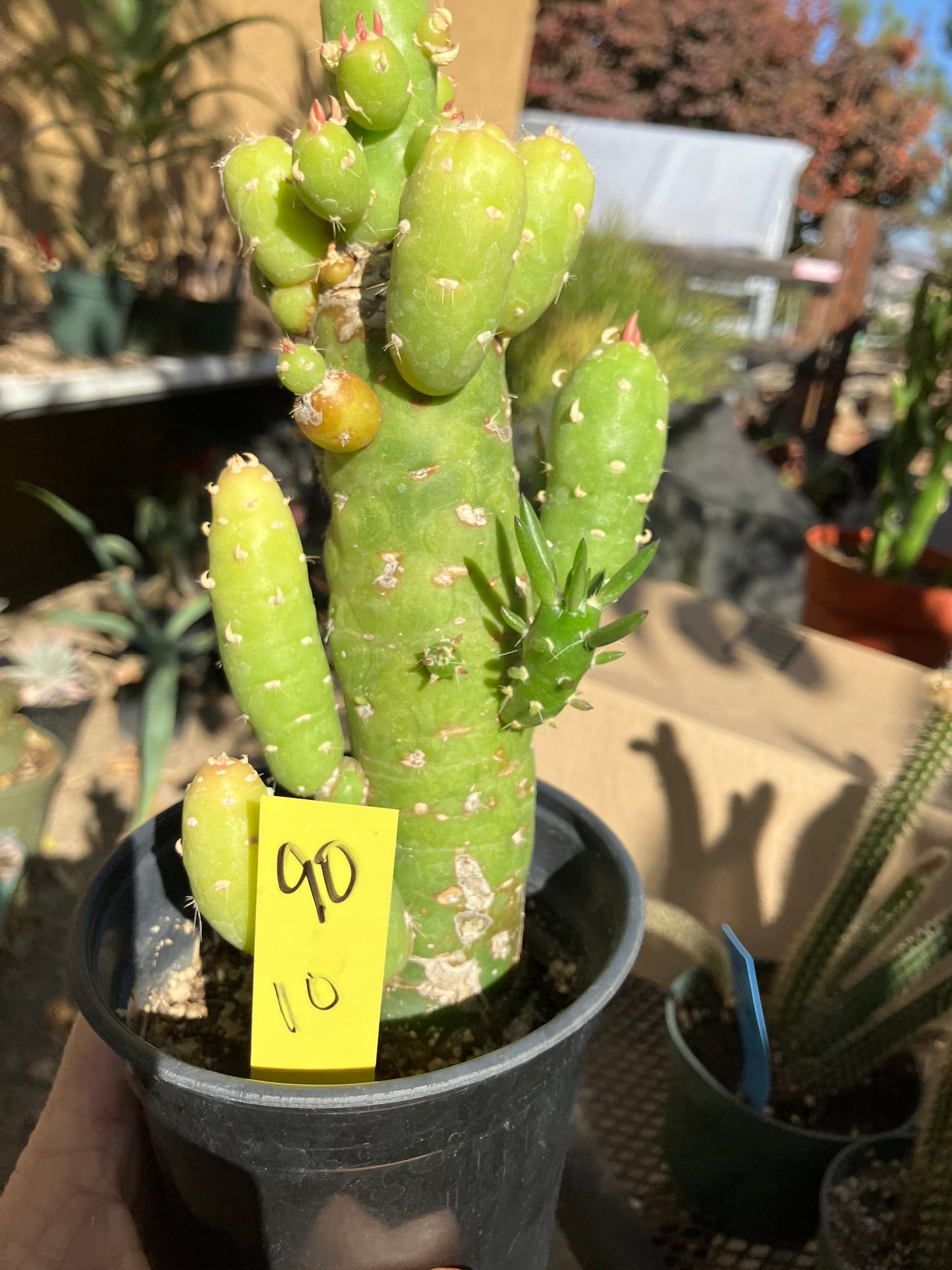 Austrocylindropuntia Cactus Gumbi Mini Eve's Needle 10"Tall #90Y