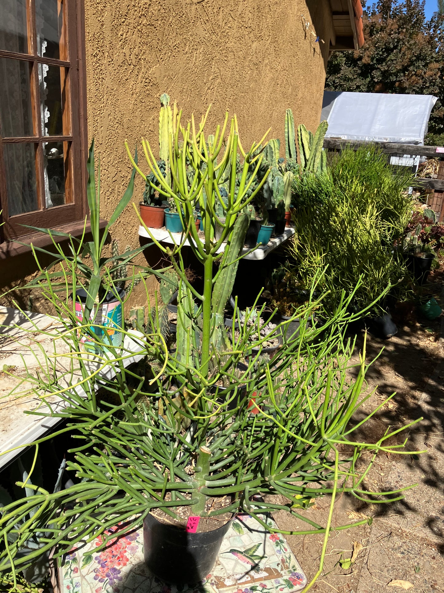 Euphorbia tirucalli Pencil Cactus/Succulent 32"Tall 38"Wide #16P