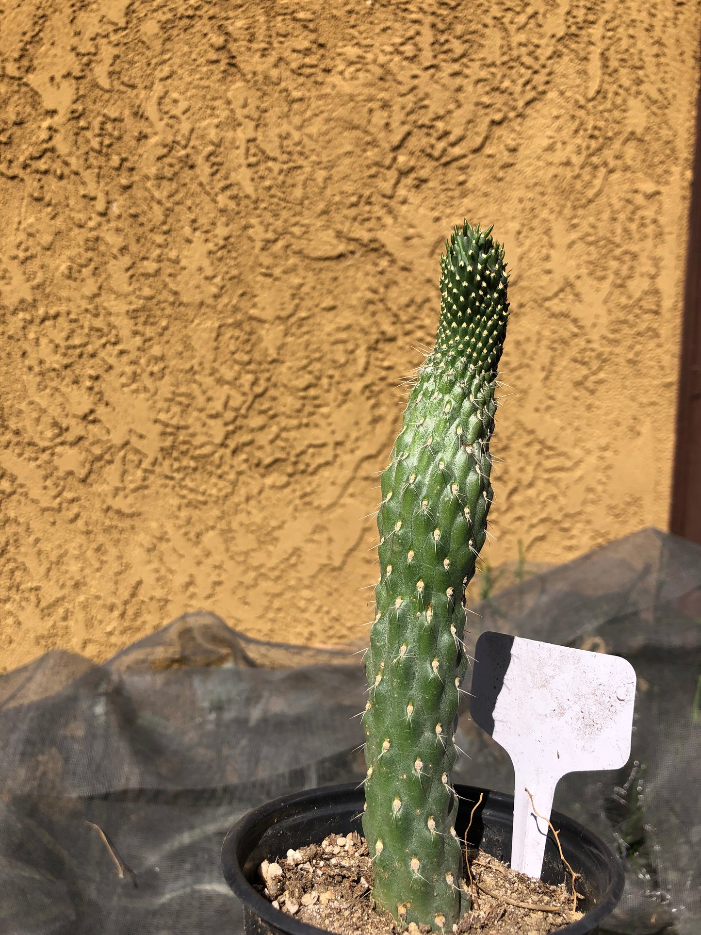 Cylindropuntia fulgida Cholla Boxing Glove Cactus Crest 7"Tall #7W