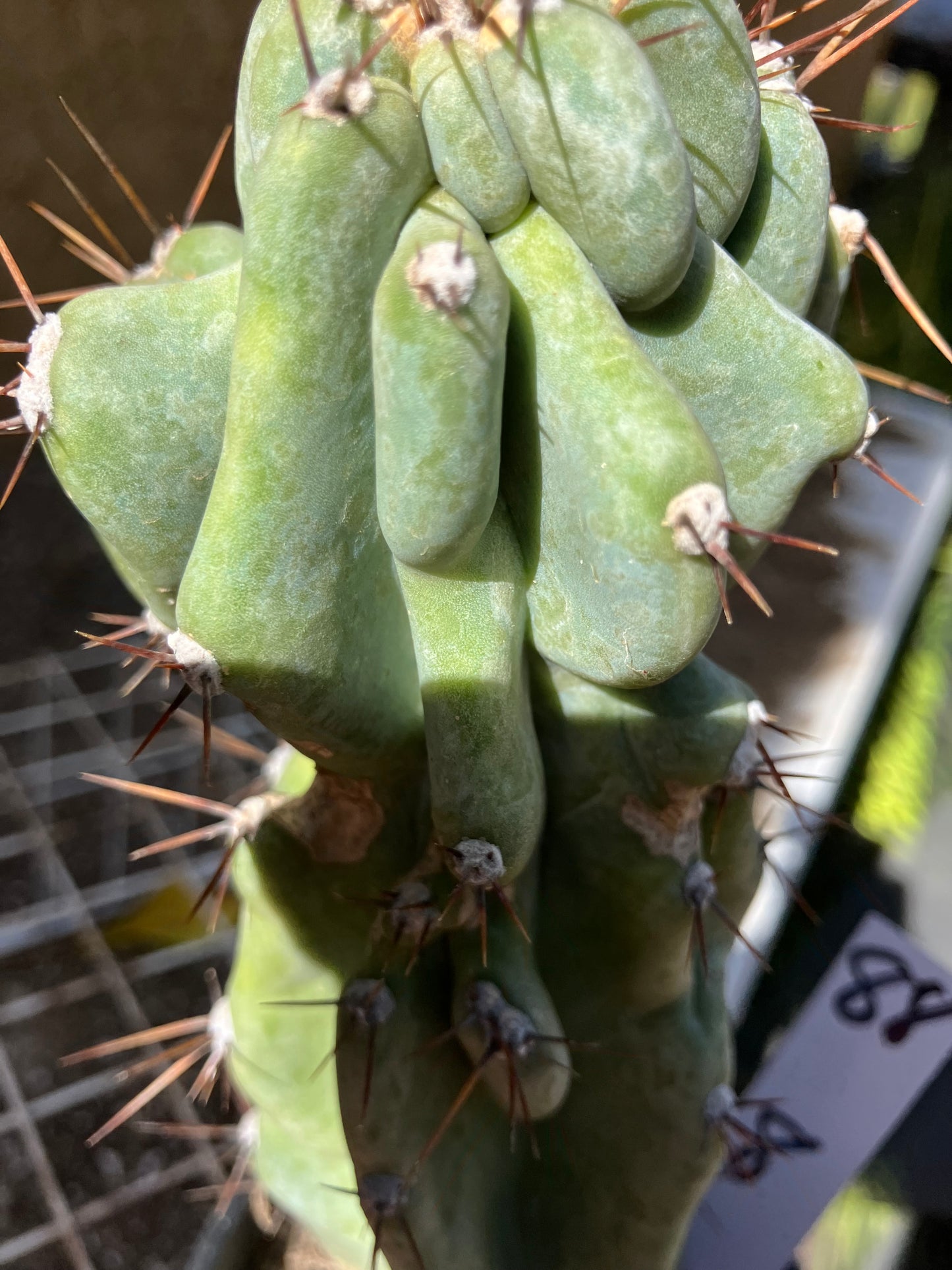 Cereus Peruvianus Monstrose Night Blooming 8”Tall #88W