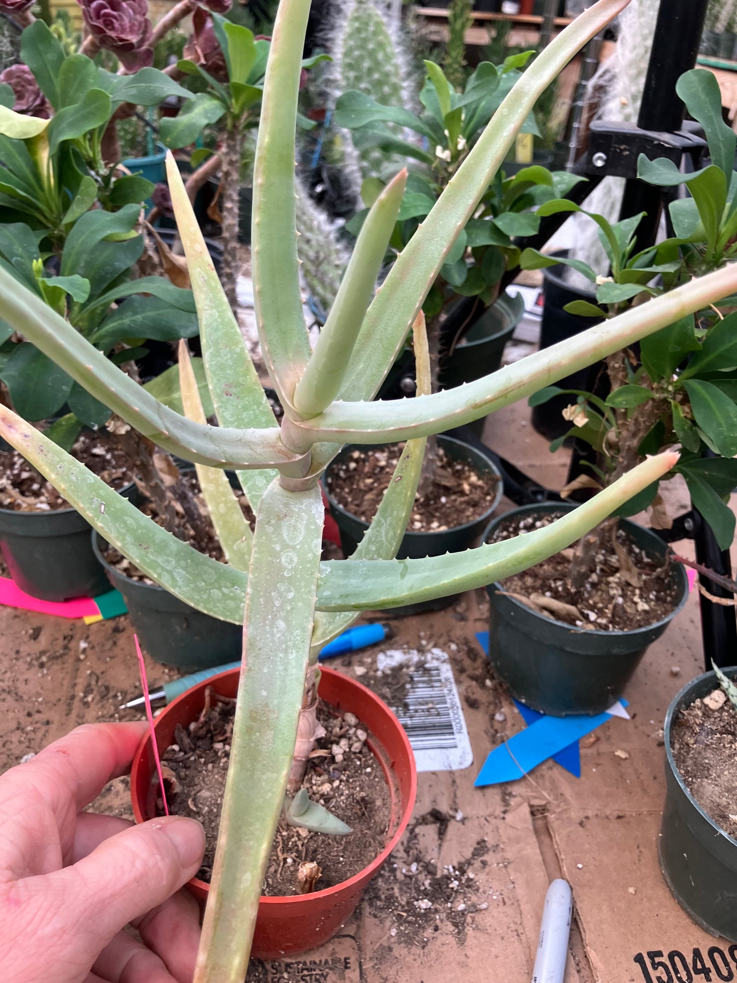 Aloe Hybrid 11"Tall 8" Wide #118P