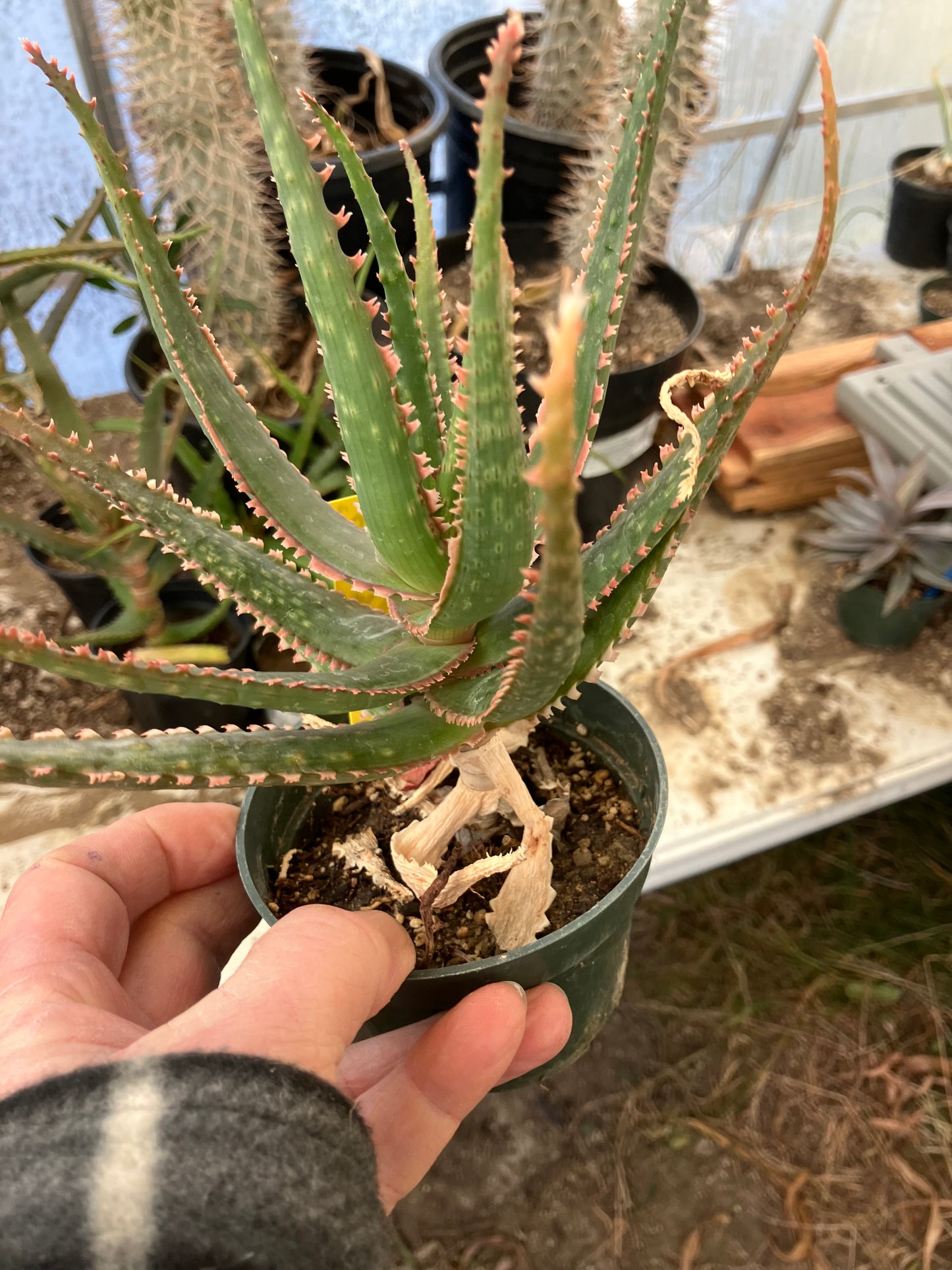 Aloe  Swordfish Succulent 8" Wide #100y