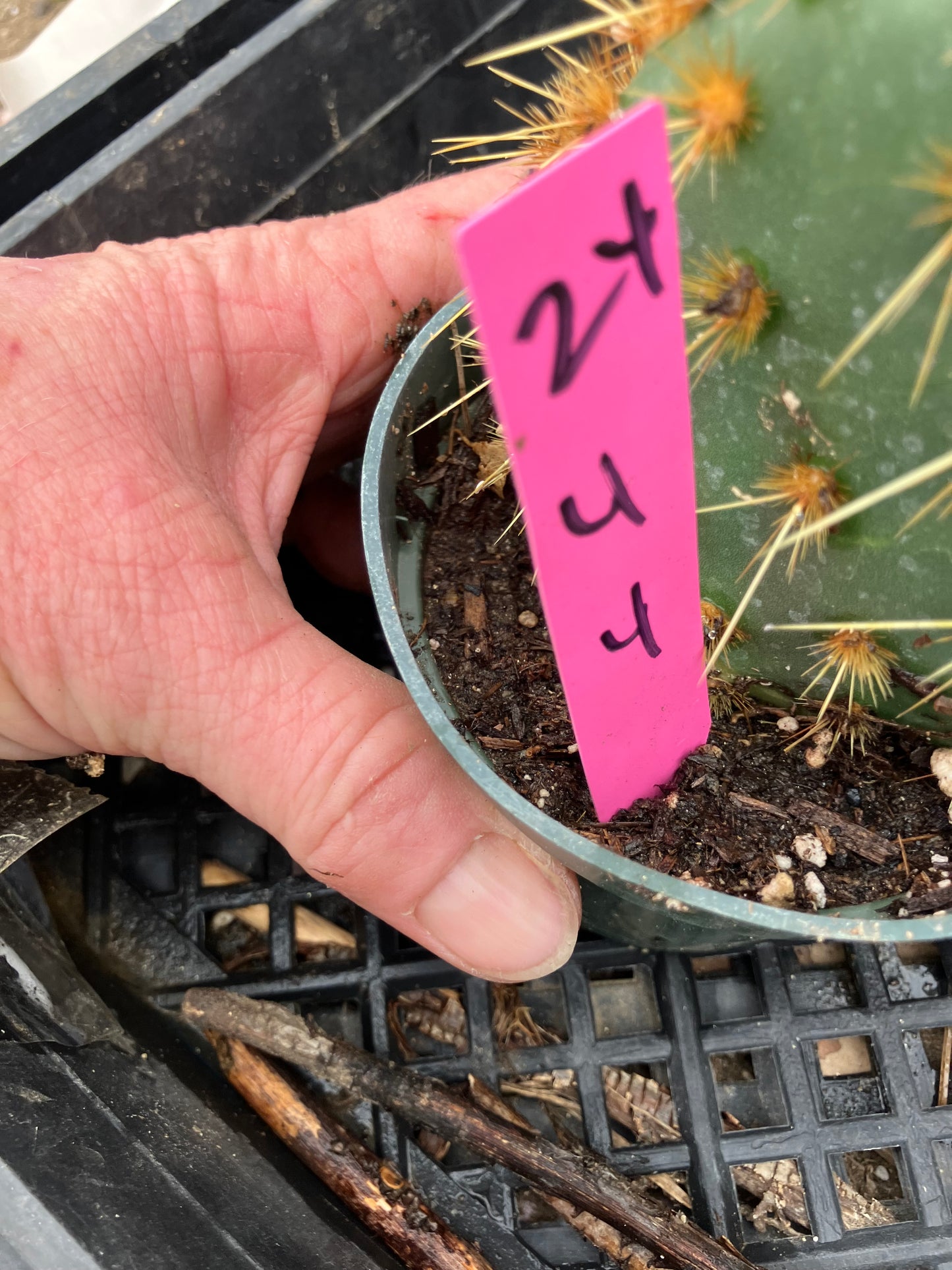 Opuntia Chenille Prickly Pear 4"Tall 4" Wide #24P