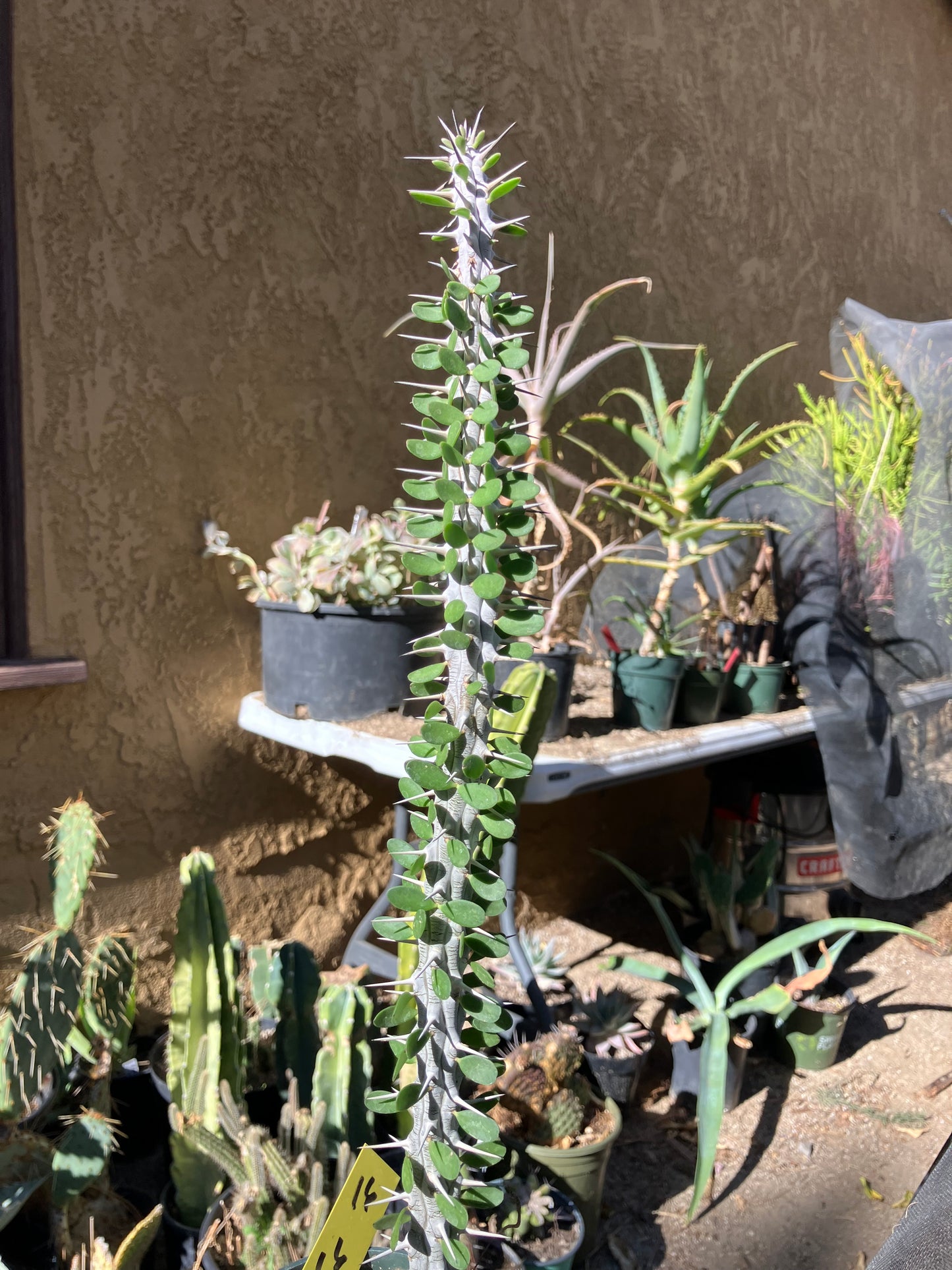 False Ocotillo Alluaudia Procera 16”Tall #16Y