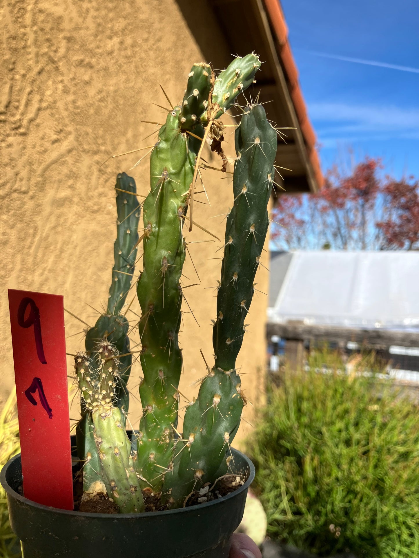 Cholla Cylindropuntia Imbricata  Buckhorn 7”Tall #9R*