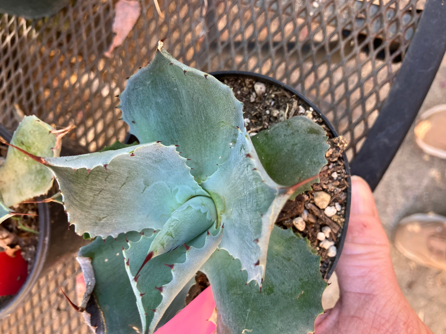 Agave Confederate Rose 4" Wide #041P