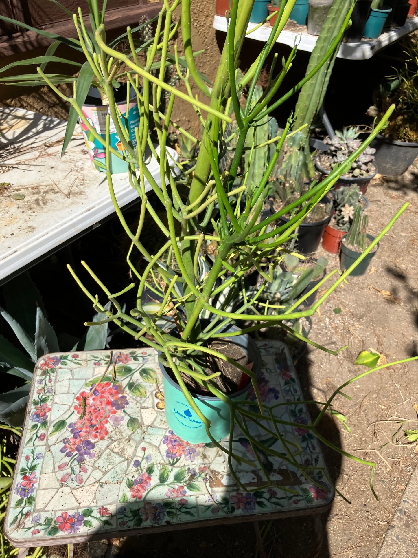 Euphorbia tirucalli Pencil Cactus/Succulent 50"Tall 15"Wide #10R