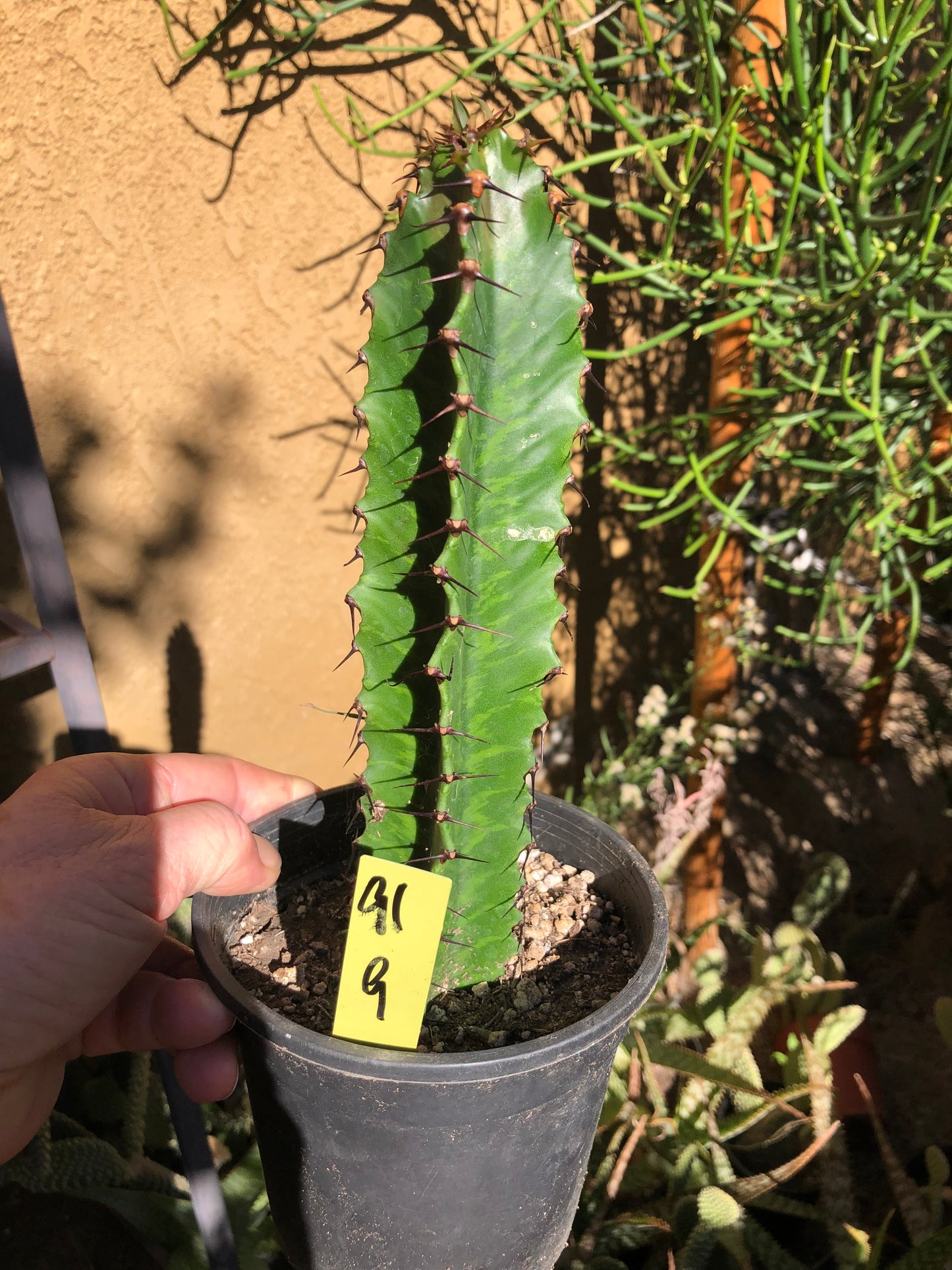 Euphorbia ingens Candelabra Tree 9”Tall #91Y