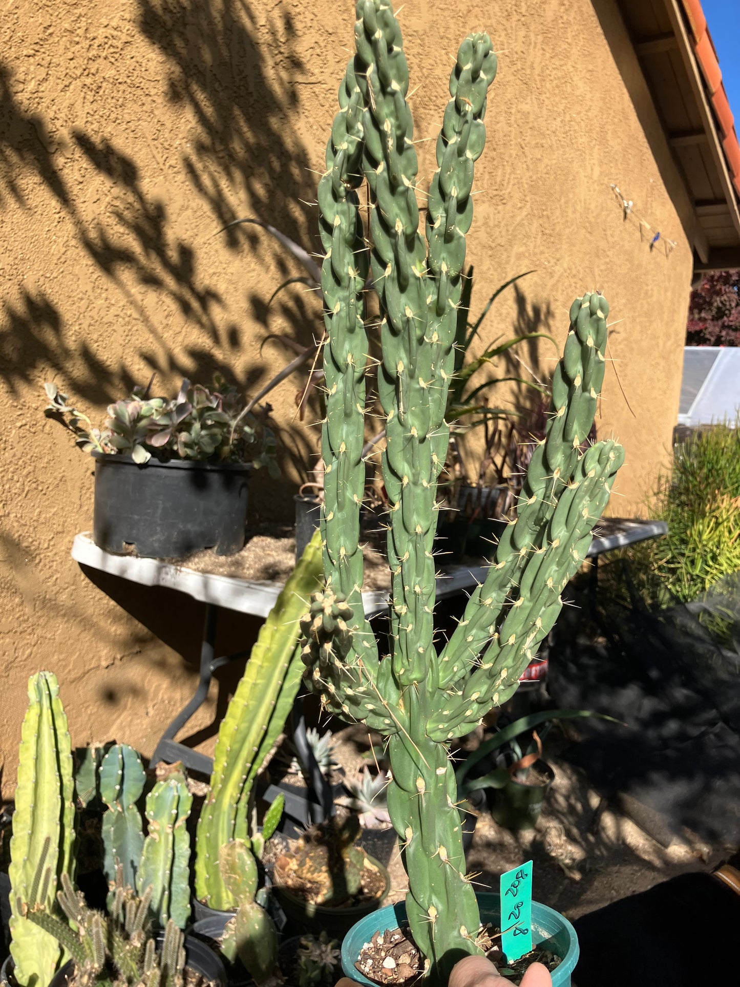 Cholla Cylindropuntia Imbricata  Buckhorn 20”Tall #208G