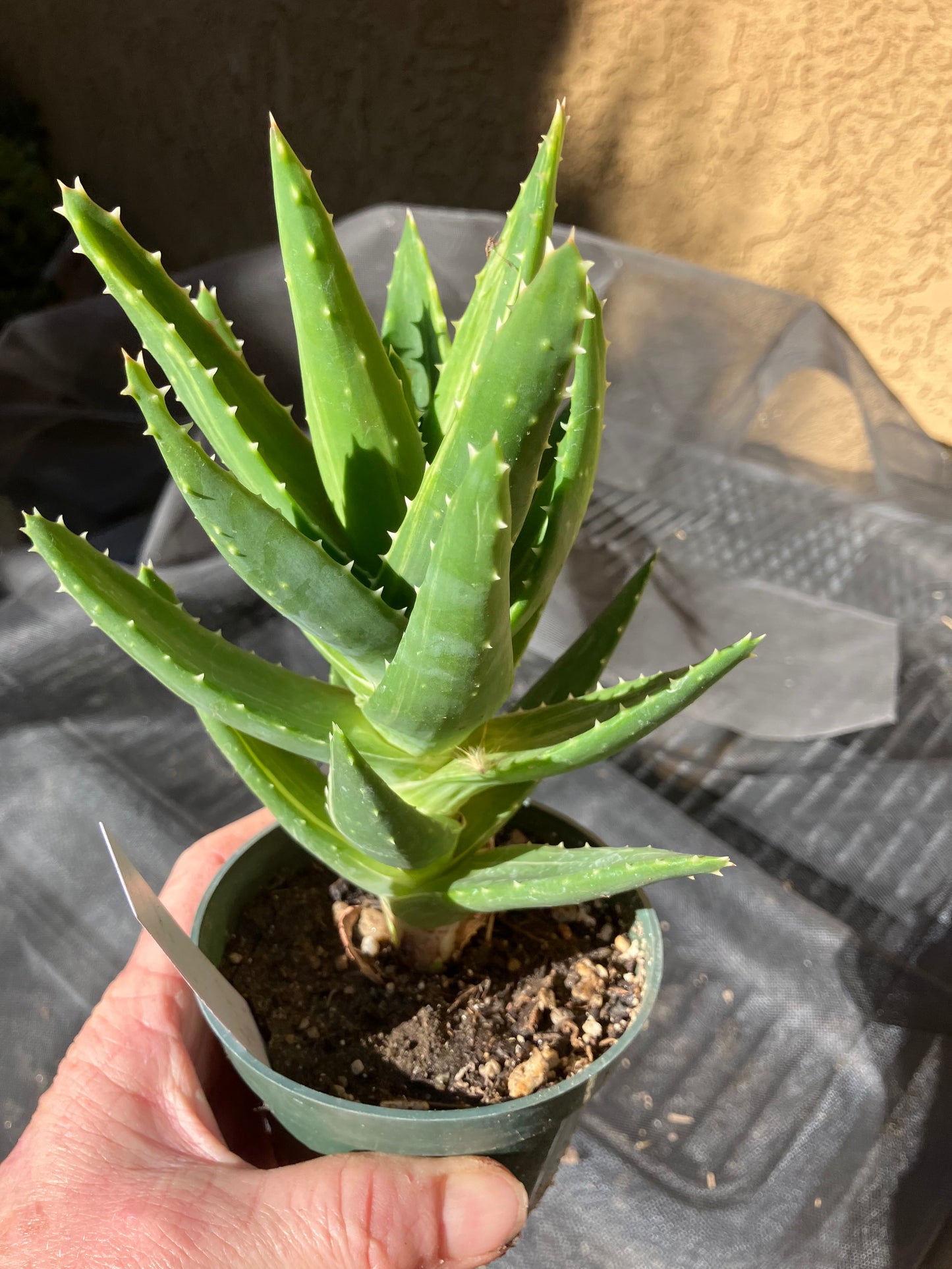 Aloe nobilis  Succulent 6" Tall #196W