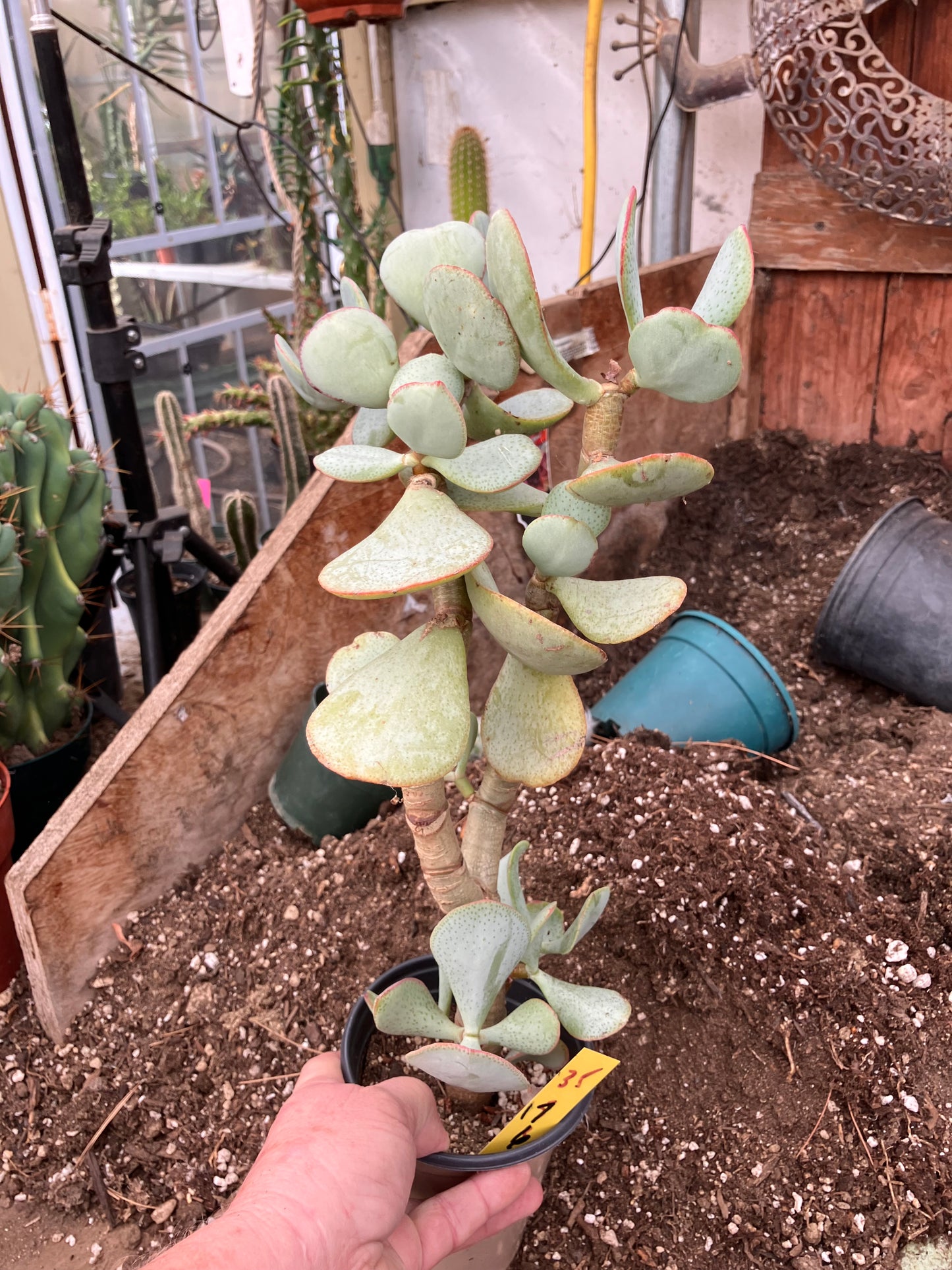 Crassula arborescens Silver Dollar 17"Tall #35Y