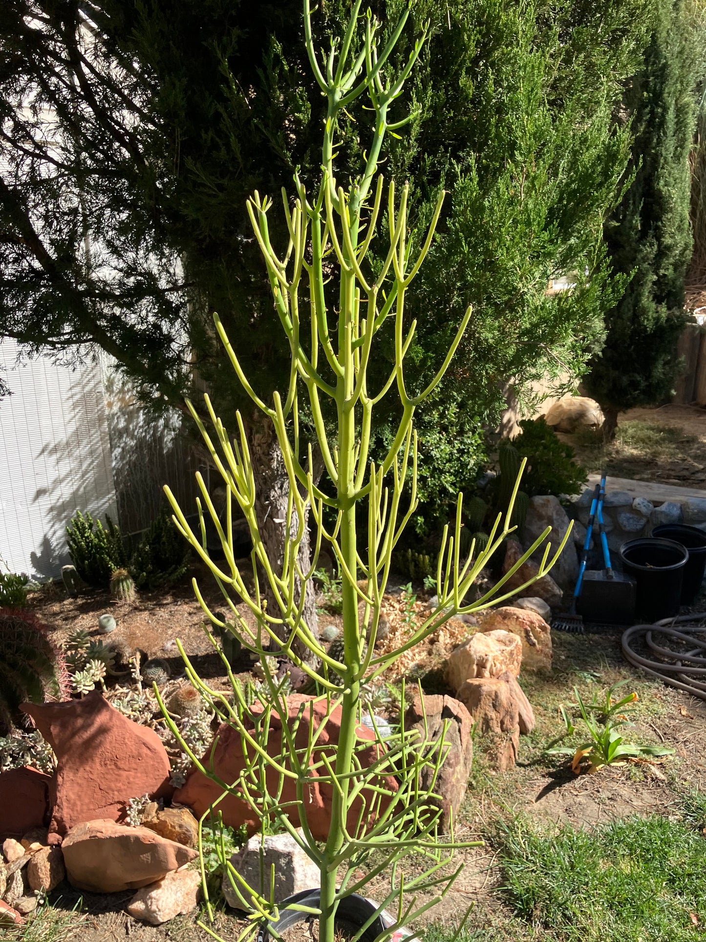 Euphorbia tirucalli Pencil Cactus/Succulent 46"Tall 18"Wide #27G