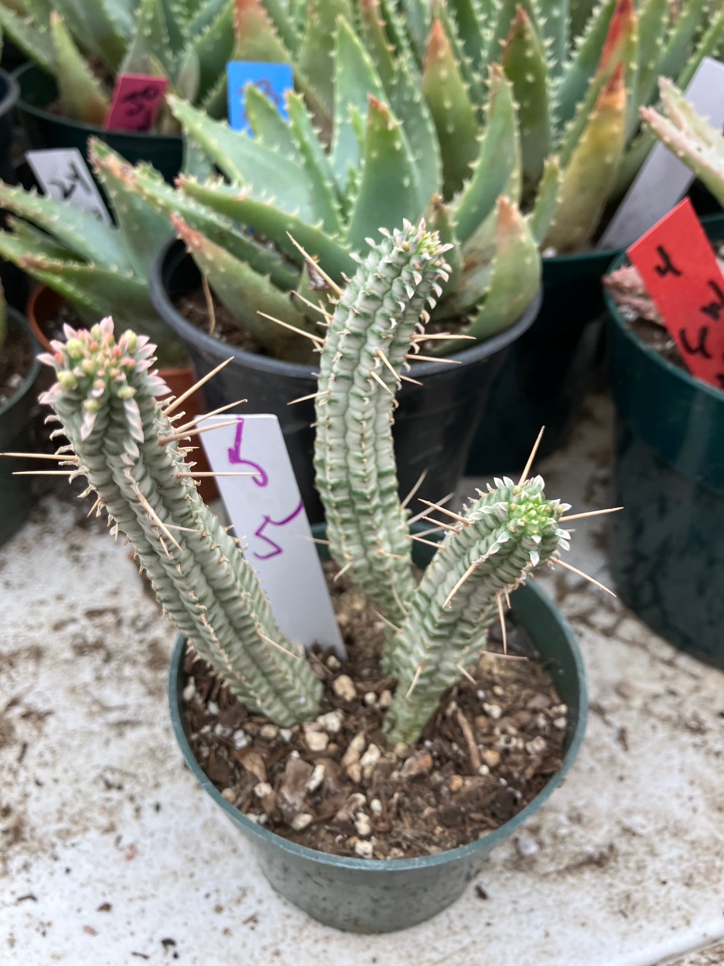 Euphorbia mammillarias variegata Corn Cob 5"Tall #5W