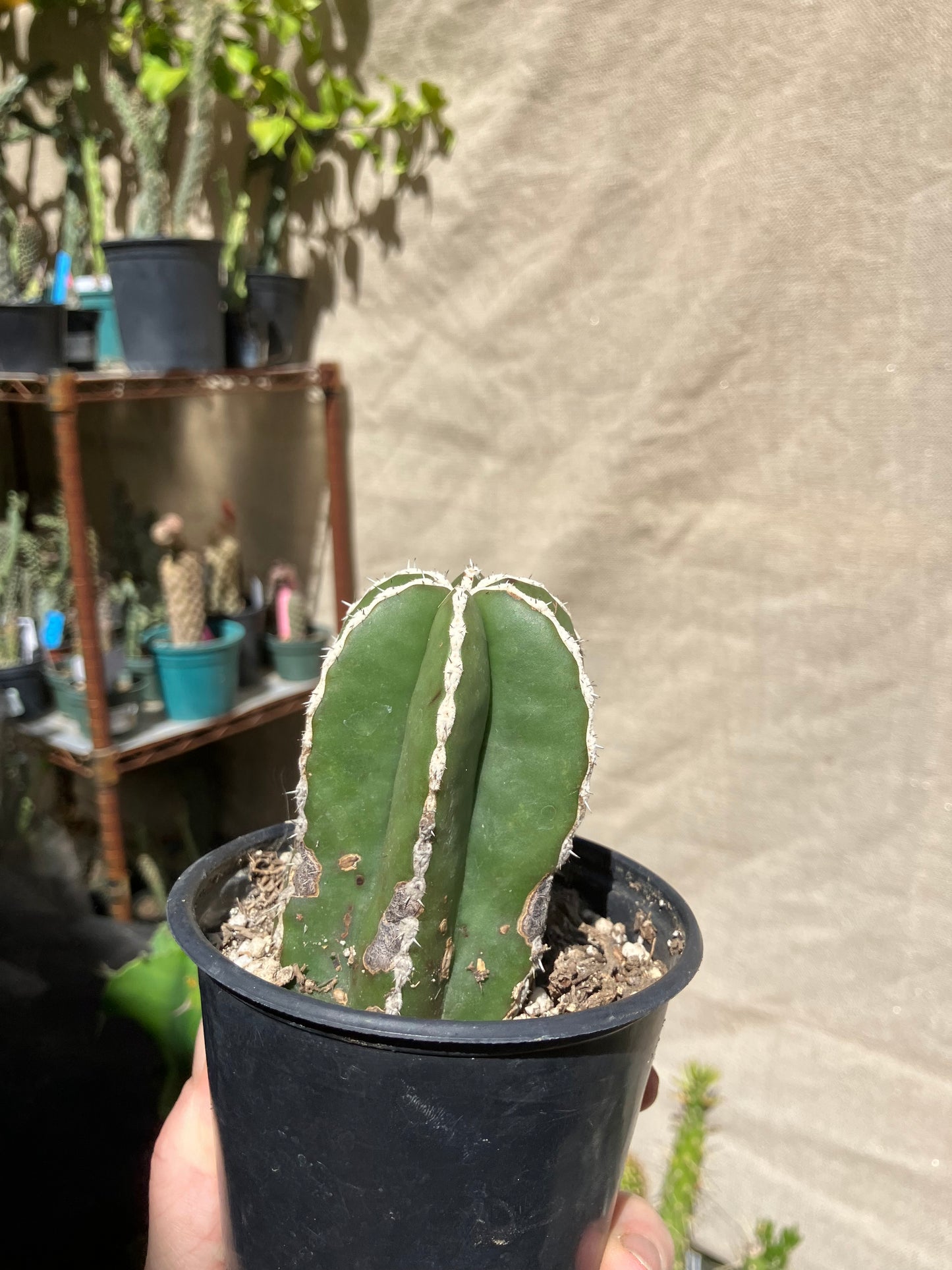 Pachycereus marginatus 
 Mexican Fence Post Cactus 3"Tall