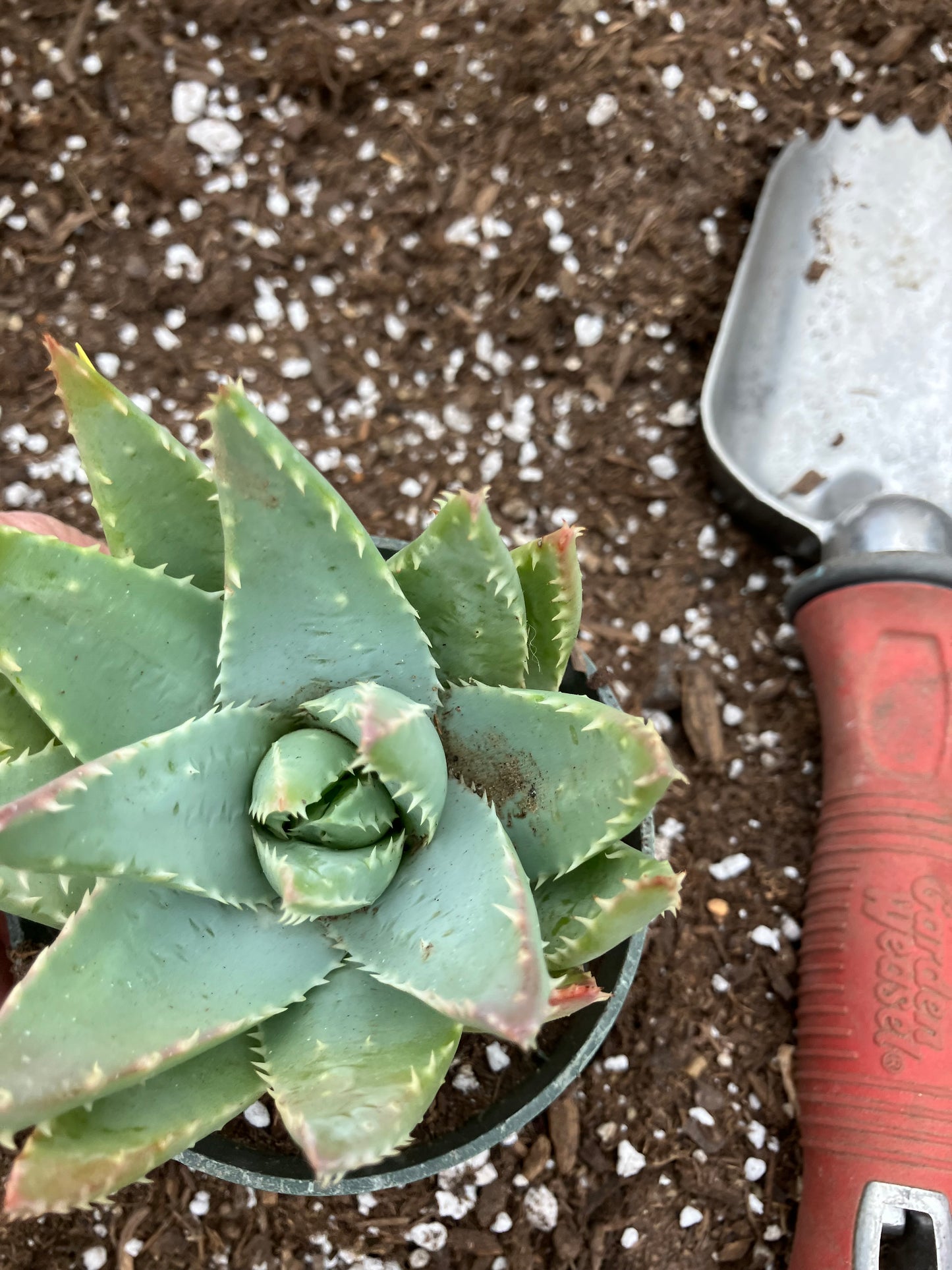 Aloe Brevifolia Short Leaf Aloe  Succulent 3.5"W 3.5"Tall #12Y