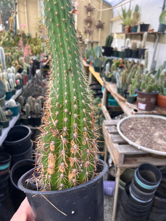 Golden Torch Cactus - Trichocereus spachianus 10.5”Tall #10P