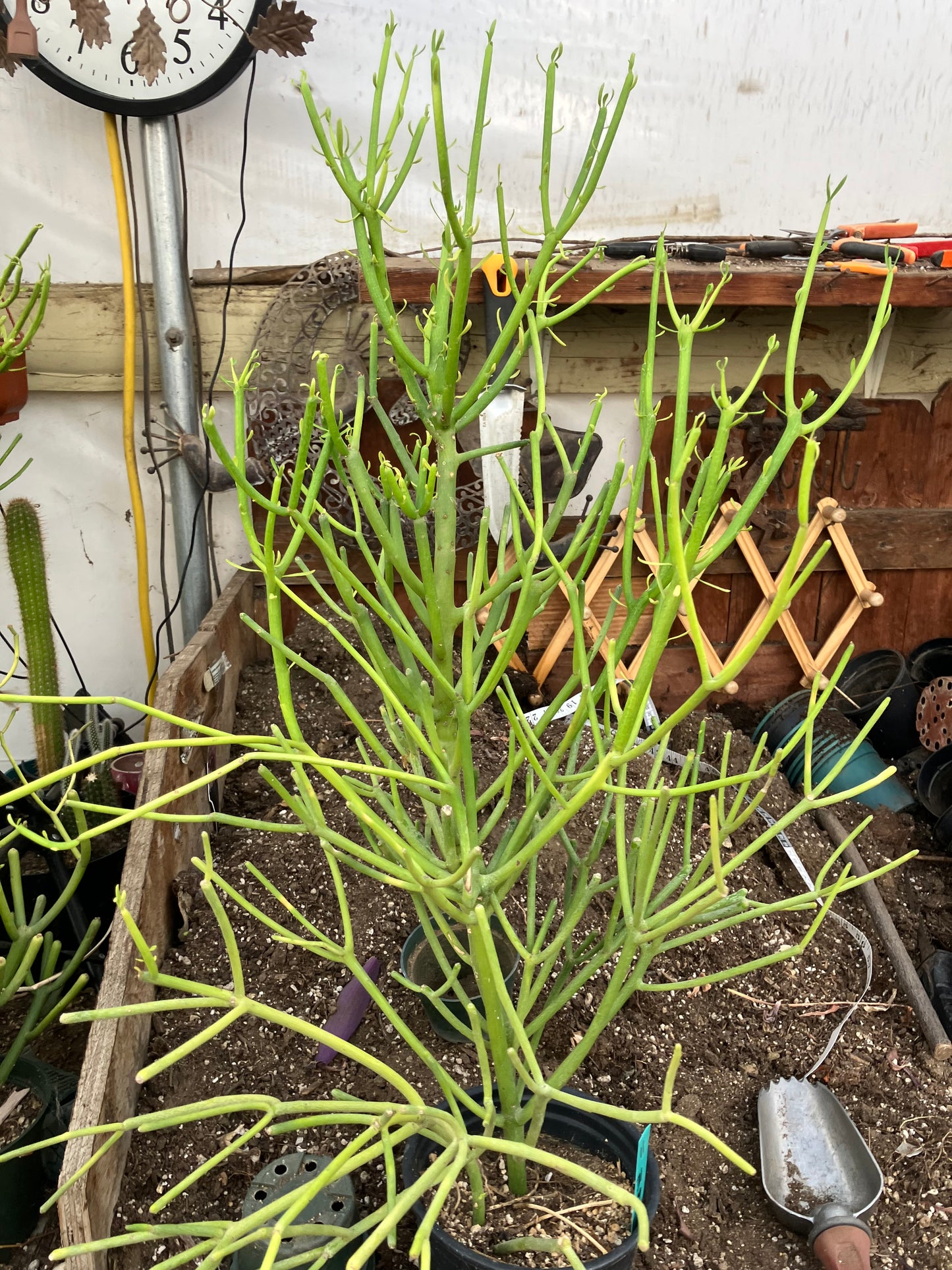 Euphorbia tirucalli Pencil Cactus/Succulent 31"Tall 19"Wide #11G