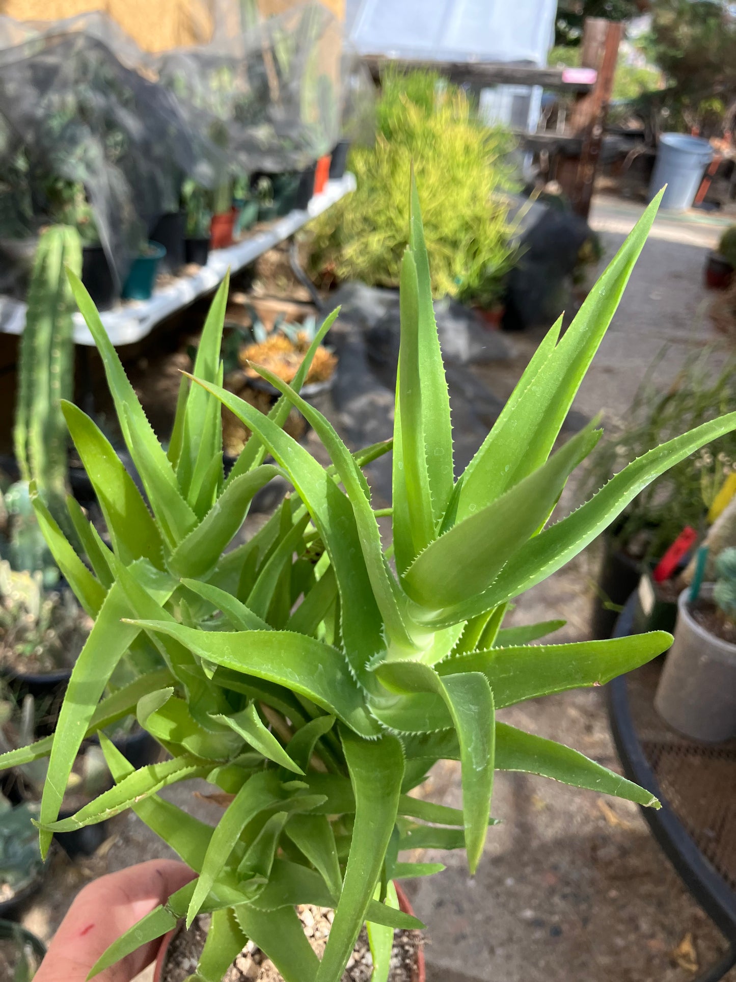 Aloe Ciliaris x Delaeti Hybrid Climbing Succulent 11”Tall 7"Wide #113B