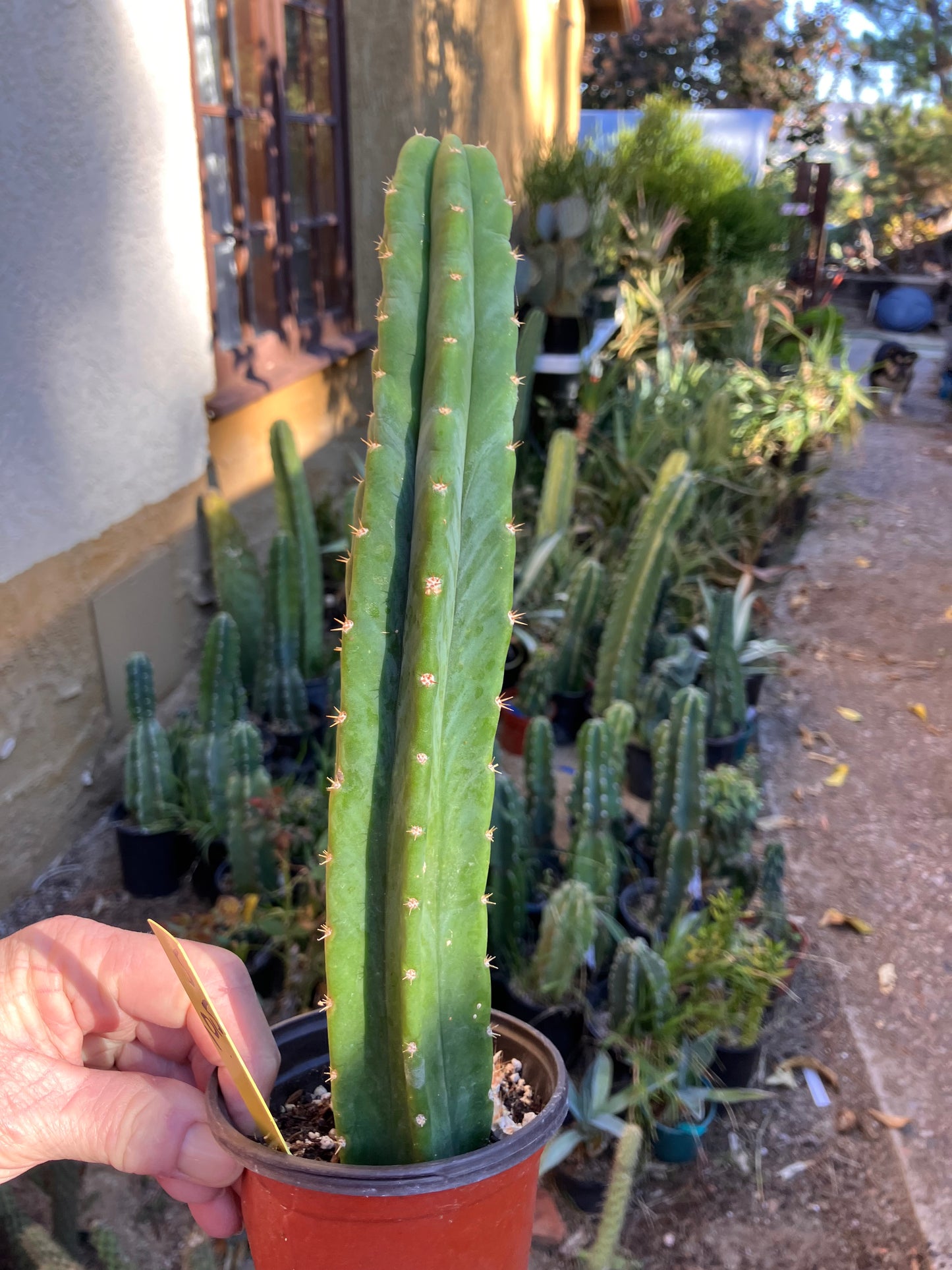 San Pedro Cactus - Trichocereus pachanoi 10.5"Tall 5Y