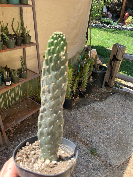 Opuntia Consolea rubescens Road Kill Cactus 7"Tall #70G