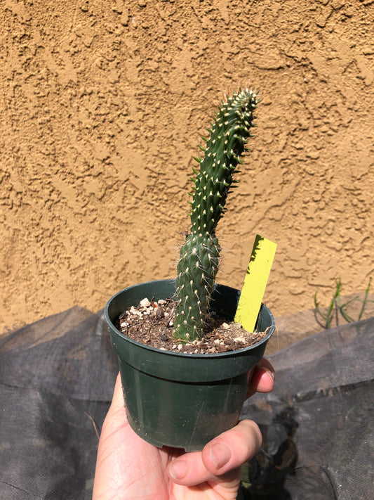 Cylindropuntia fulgida Cholla Boxing Glove Cactus Crest 6"Tall #20Y