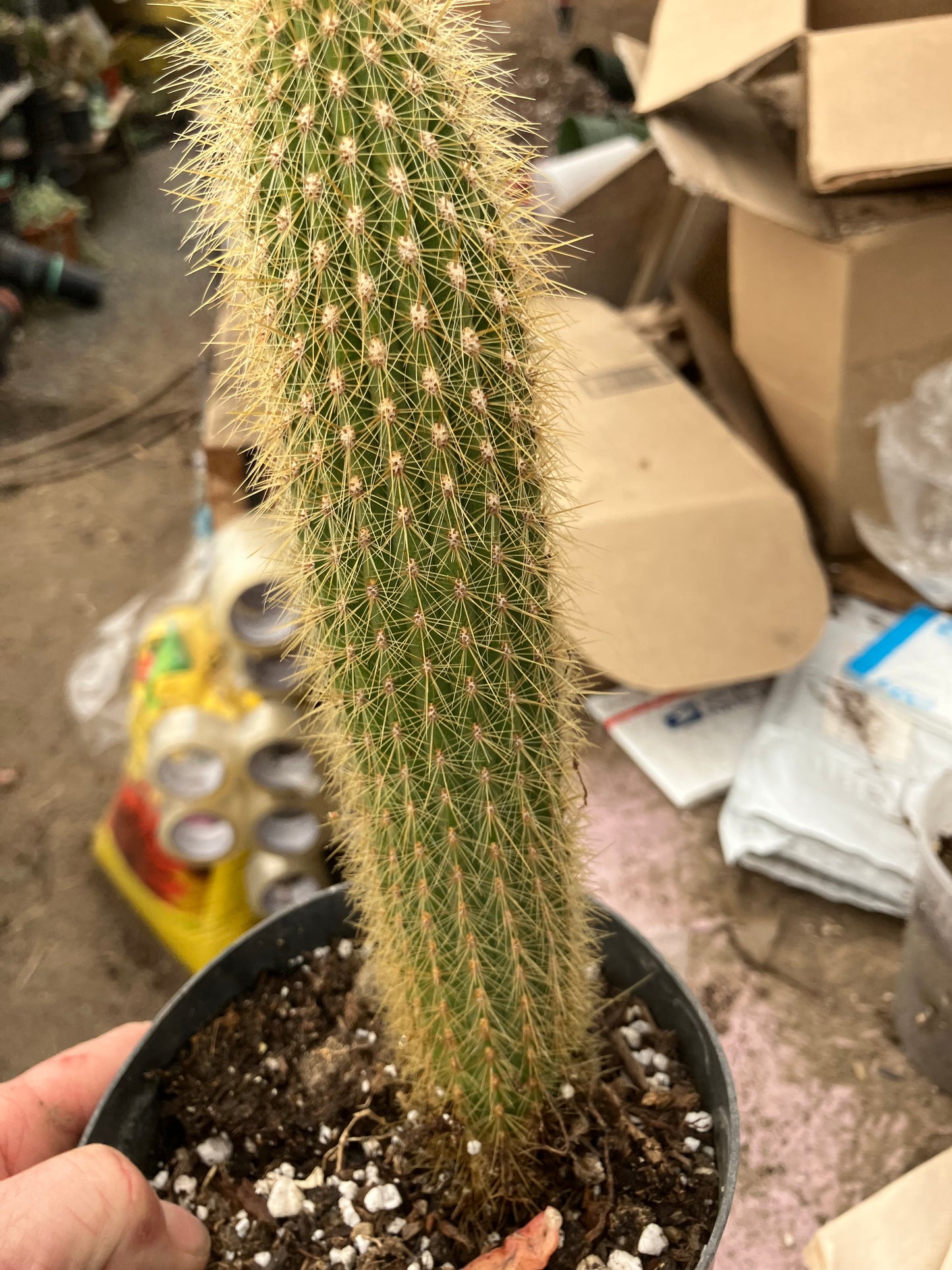 Cleistocactus hyalacanthus Cactus Columnar 9”Tall #90G