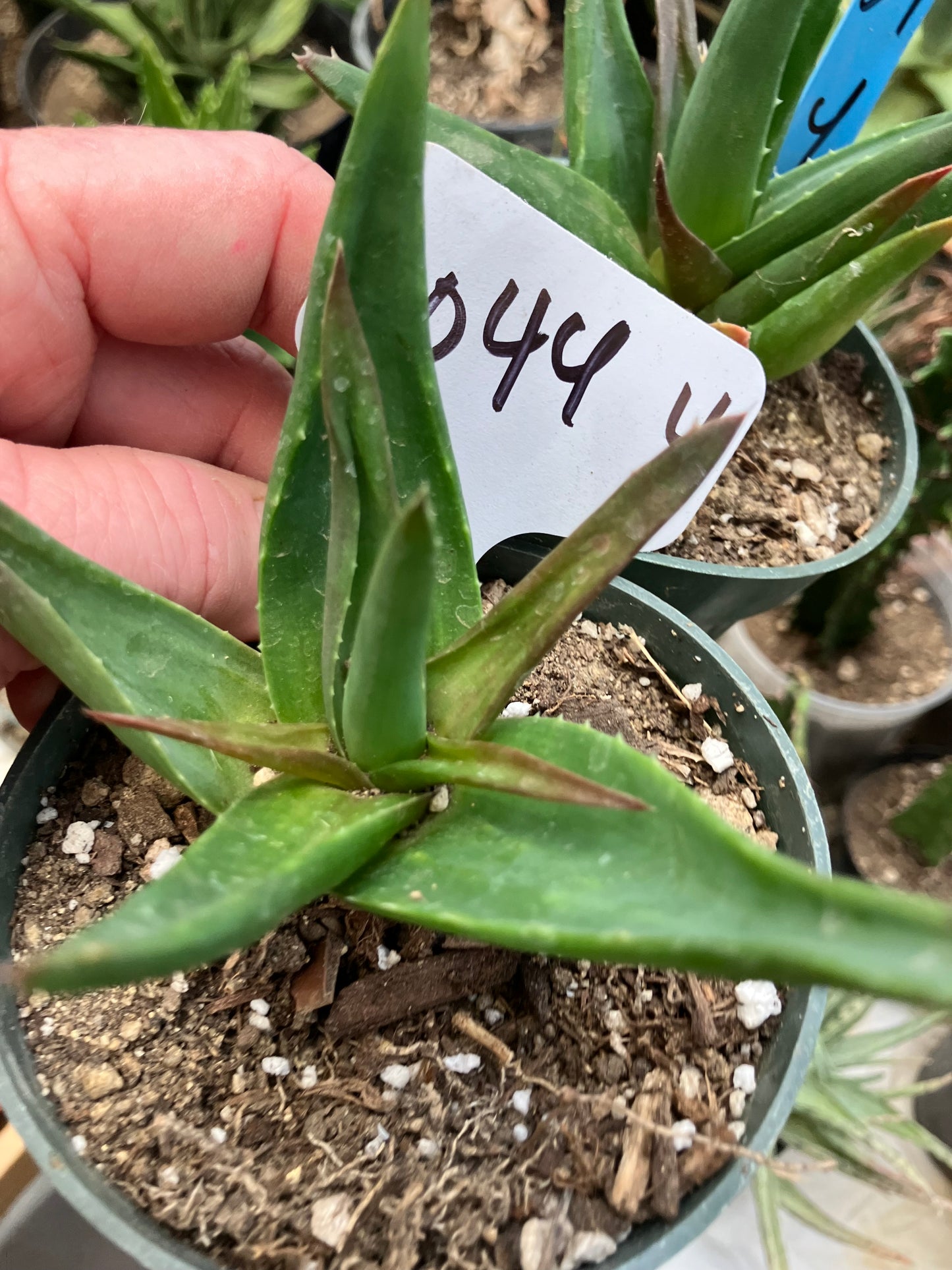 Aloe Alworthia 'Black Gem' 4" Wide #044W