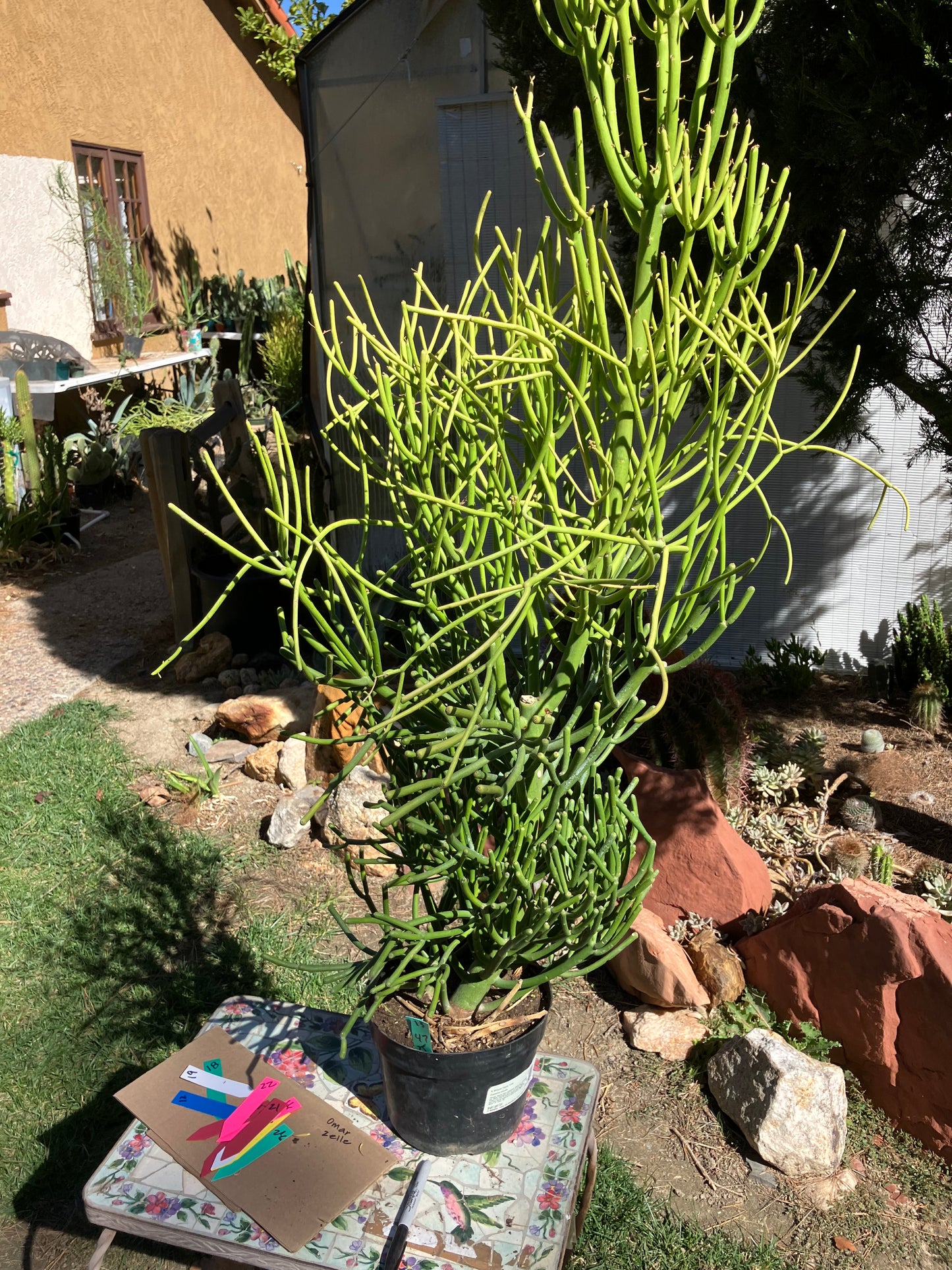 Euphorbia tirucalli Fire Stick Cactus/Succulent 47"Tall 25"Wide #13G