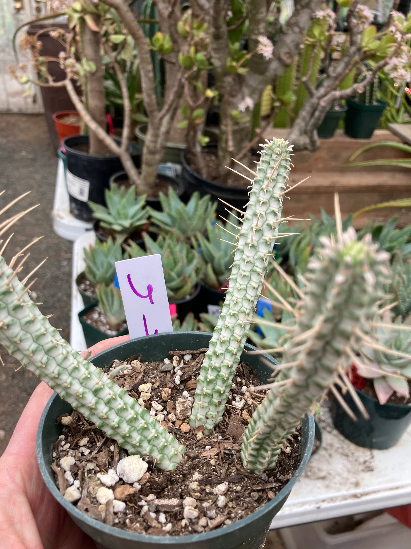 Euphorbia mammillarias variegata Corn Cob 6"Tall #6W