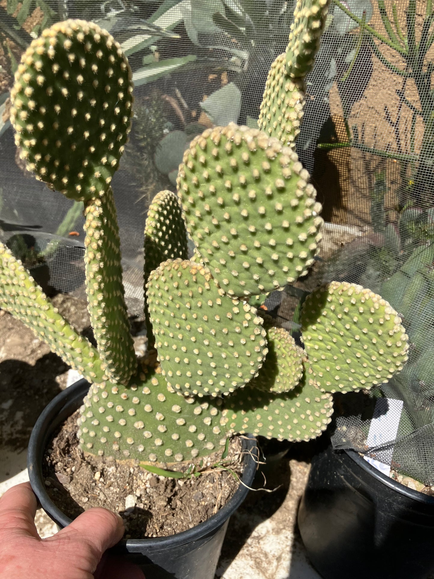 Opuntia microdasys Off White Bunny 11"Tall #111Y