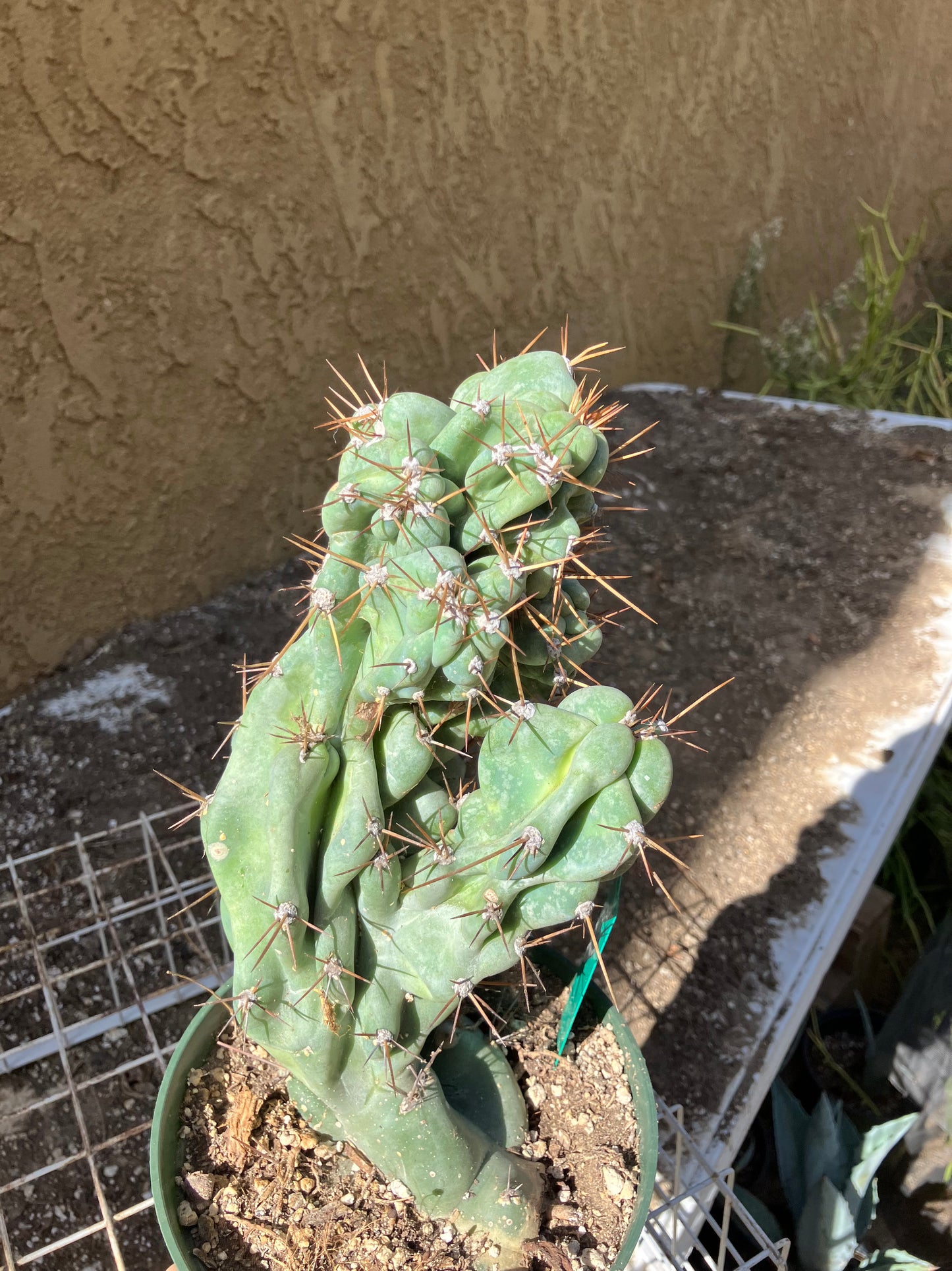 Cereus Peruvianus Monstrose Night Blooming 9" Tall 4"Wide #10G