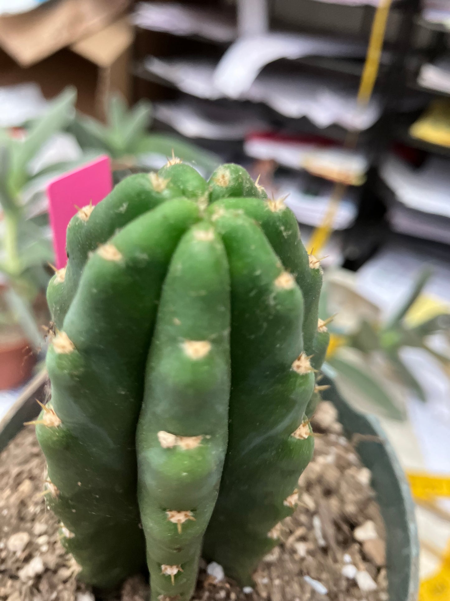 San Pedro Cactus  Trichocereus pachanoi 4"Tall #2P