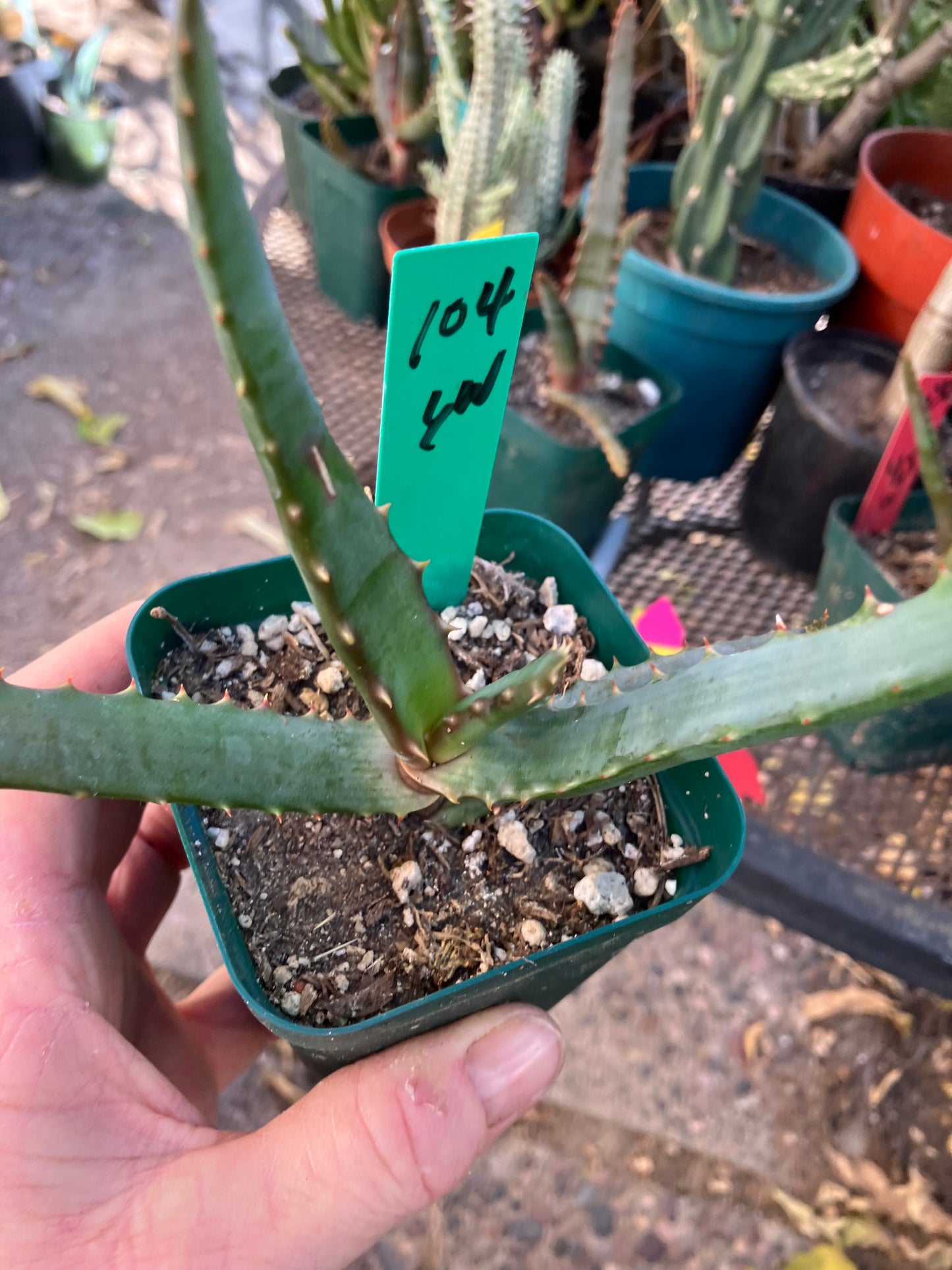 Aloe~ barberae Giant tree Aloe 6" Wide #104G