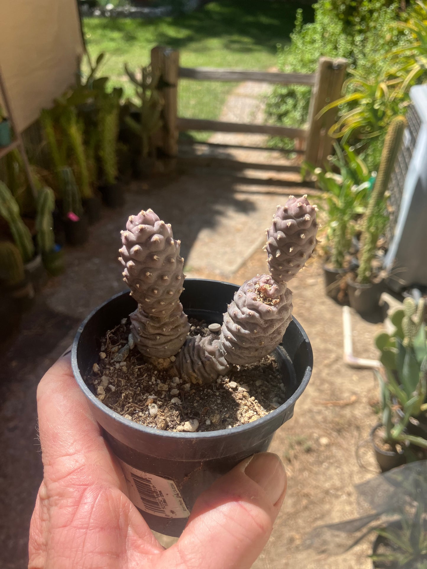 Pine Cone Cactus  Tephrocactus~ articulatus   var. diadematus Pinecone 2.5"Tall