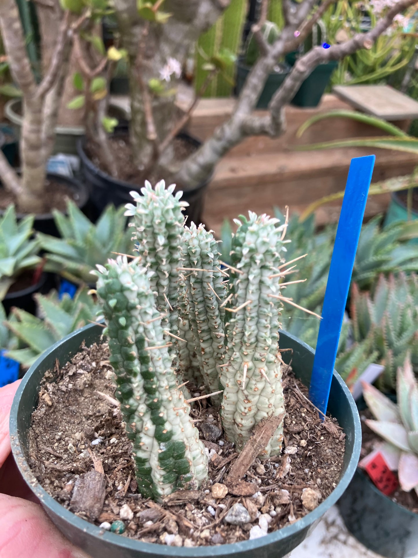 Euphorbia mammillarias variegata Corn Cob 3"Tall #18B