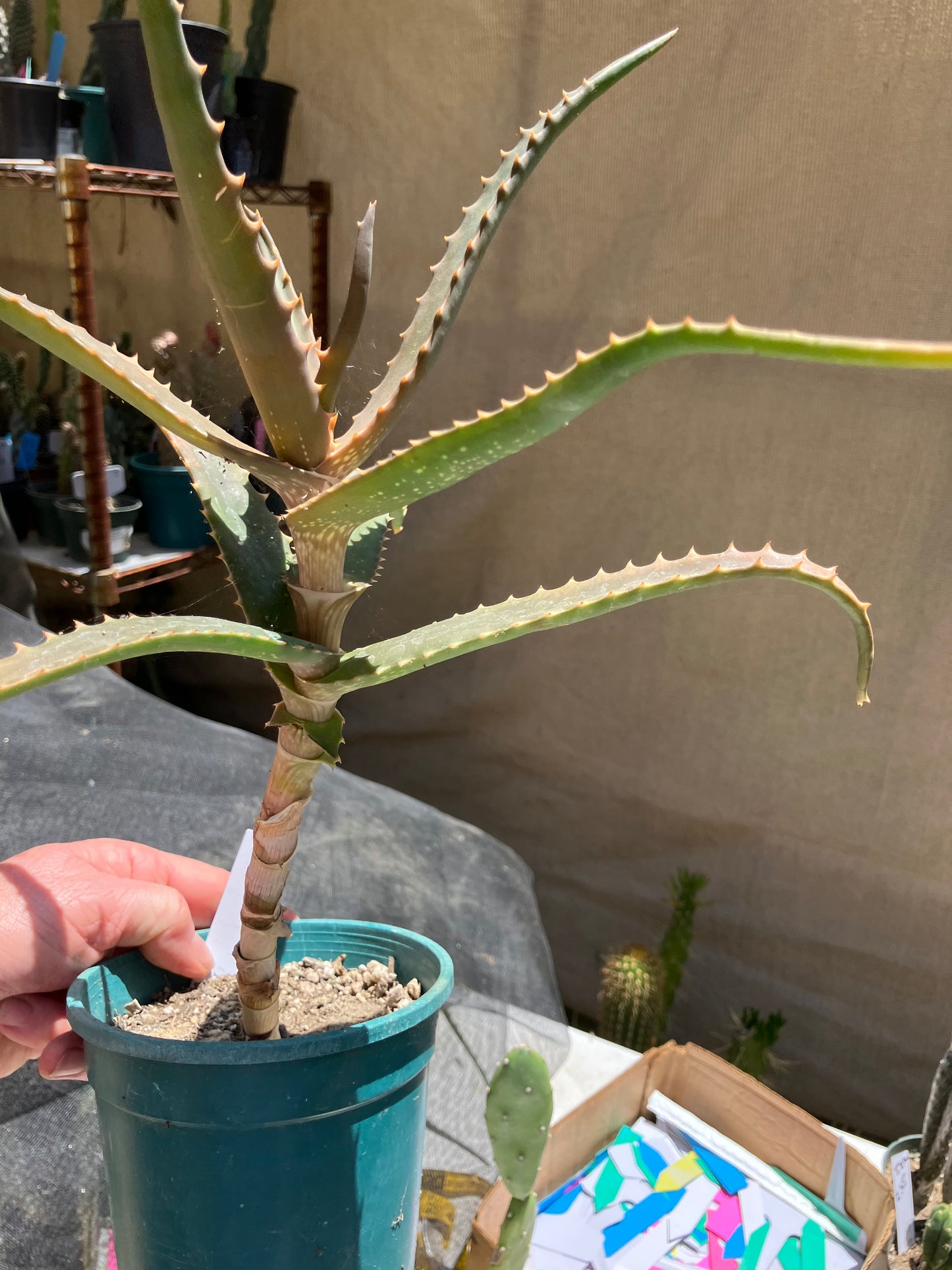 Aloe congolensis Congo Aloe Hybrid Succulent 11”Tall 12" Wide #112W