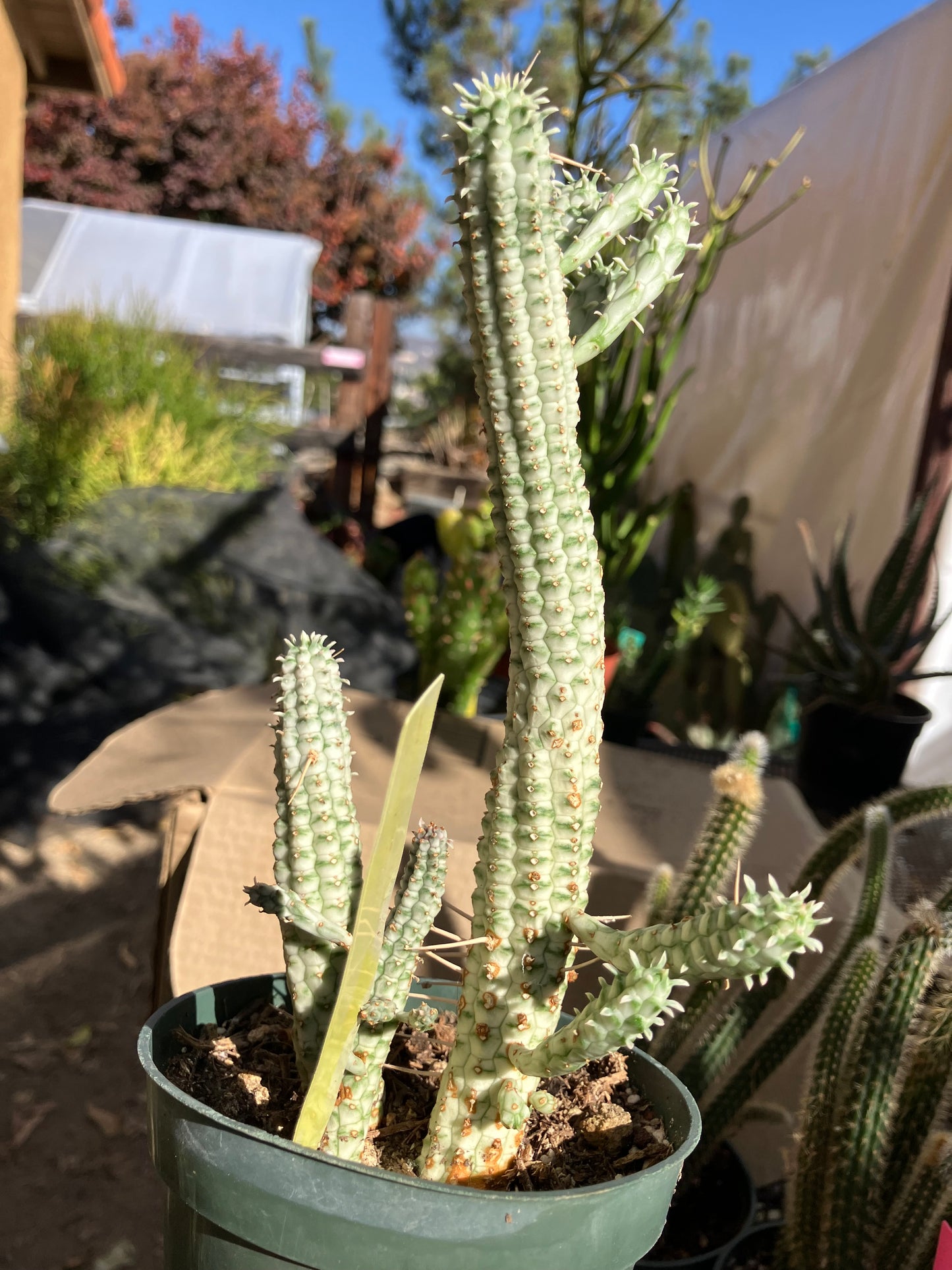 Euphorbia mammillarias variegata Corn Cob 7"Tall #7Y