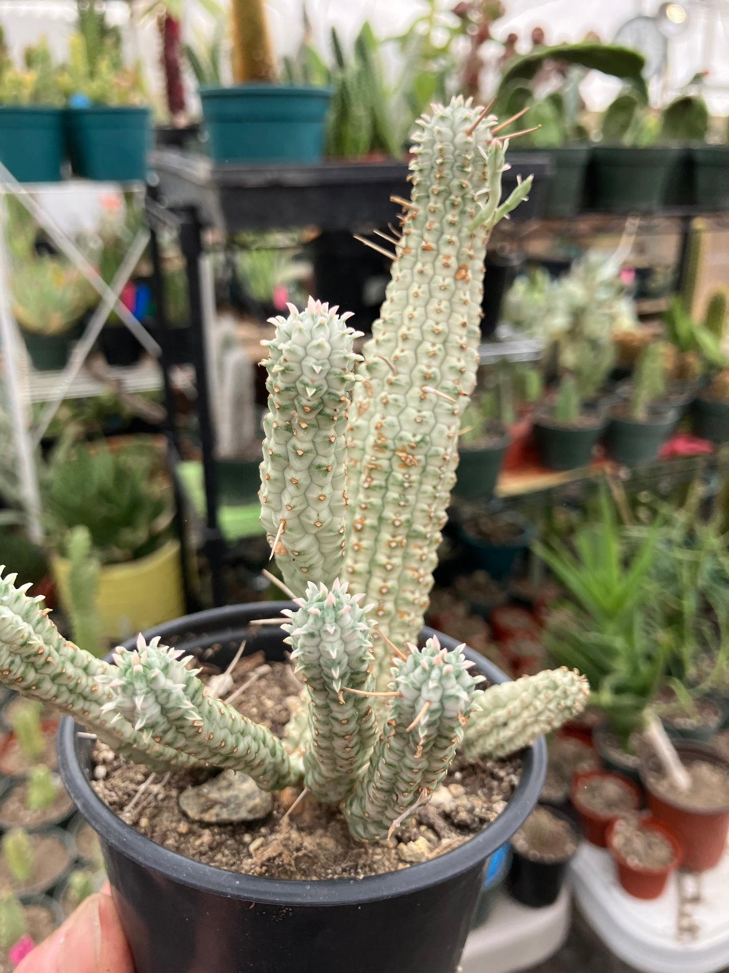 Euphorbia mammillarias variegata Corn Cob 6"Tall #5B