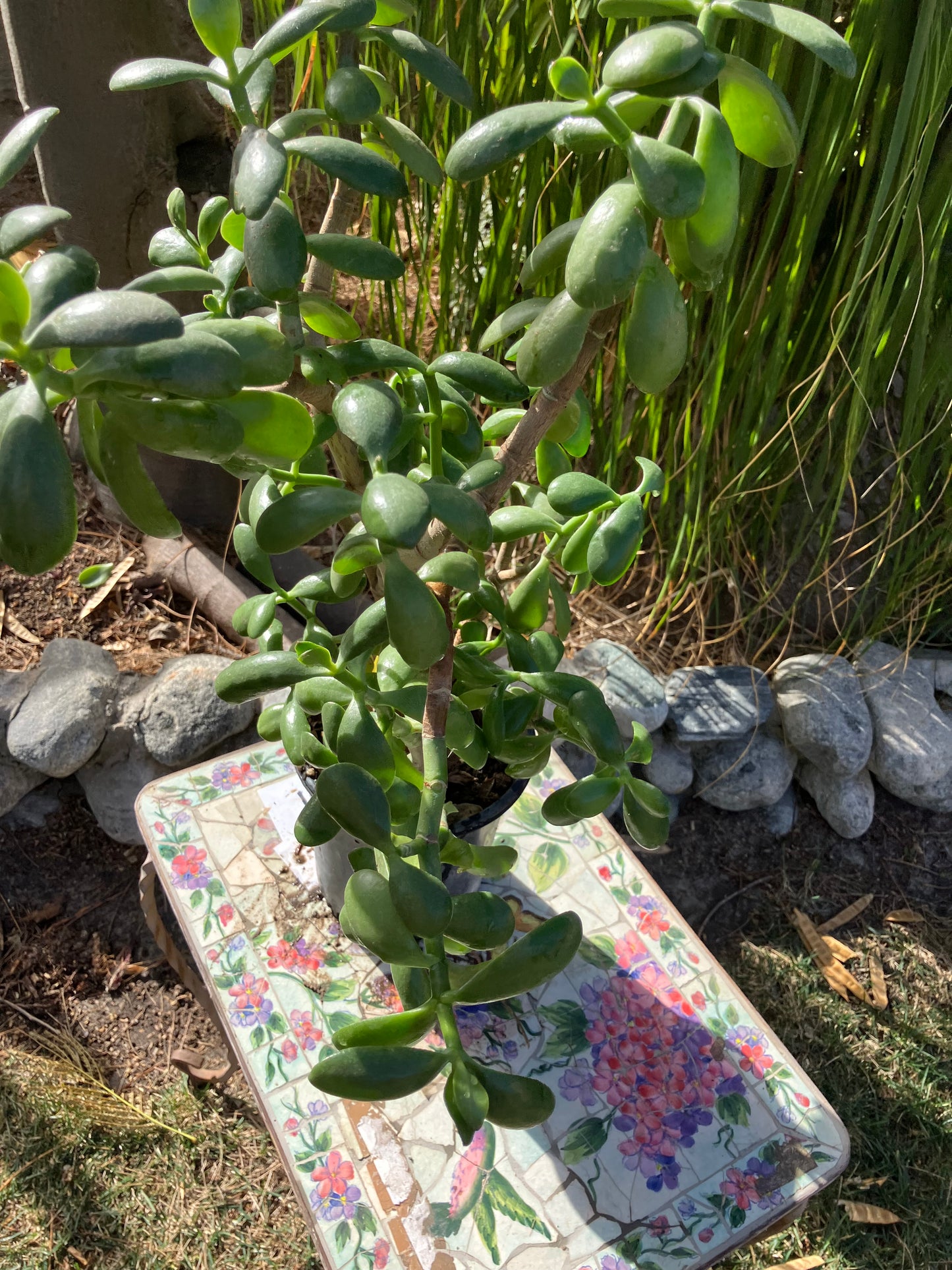 Crassula Ovata Money Jade 22”T 16"W #6Y