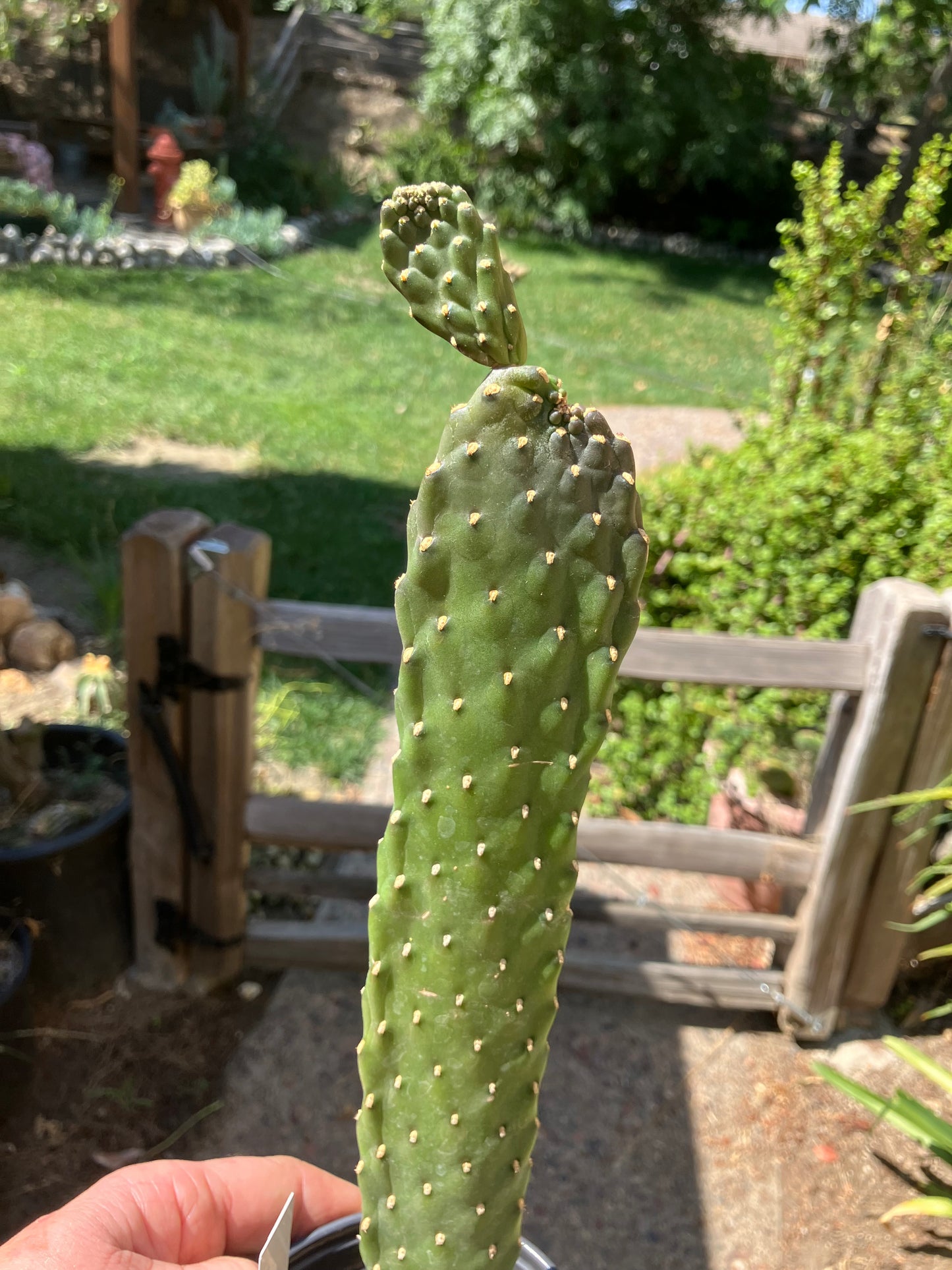 Opuntia Consolea rubescens Road Kill Cactus 13"Tall #130W